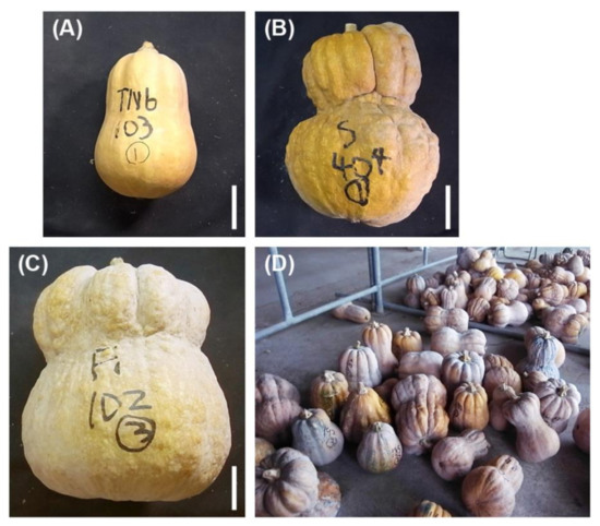 Horticulturae Free Full Text Quantitative Trait Locus Analysis In Squash Cucurbita Moschata Based On Simple Sequence Repeat Markers And Restriction Site Associated Dna Sequencing Analysis Html