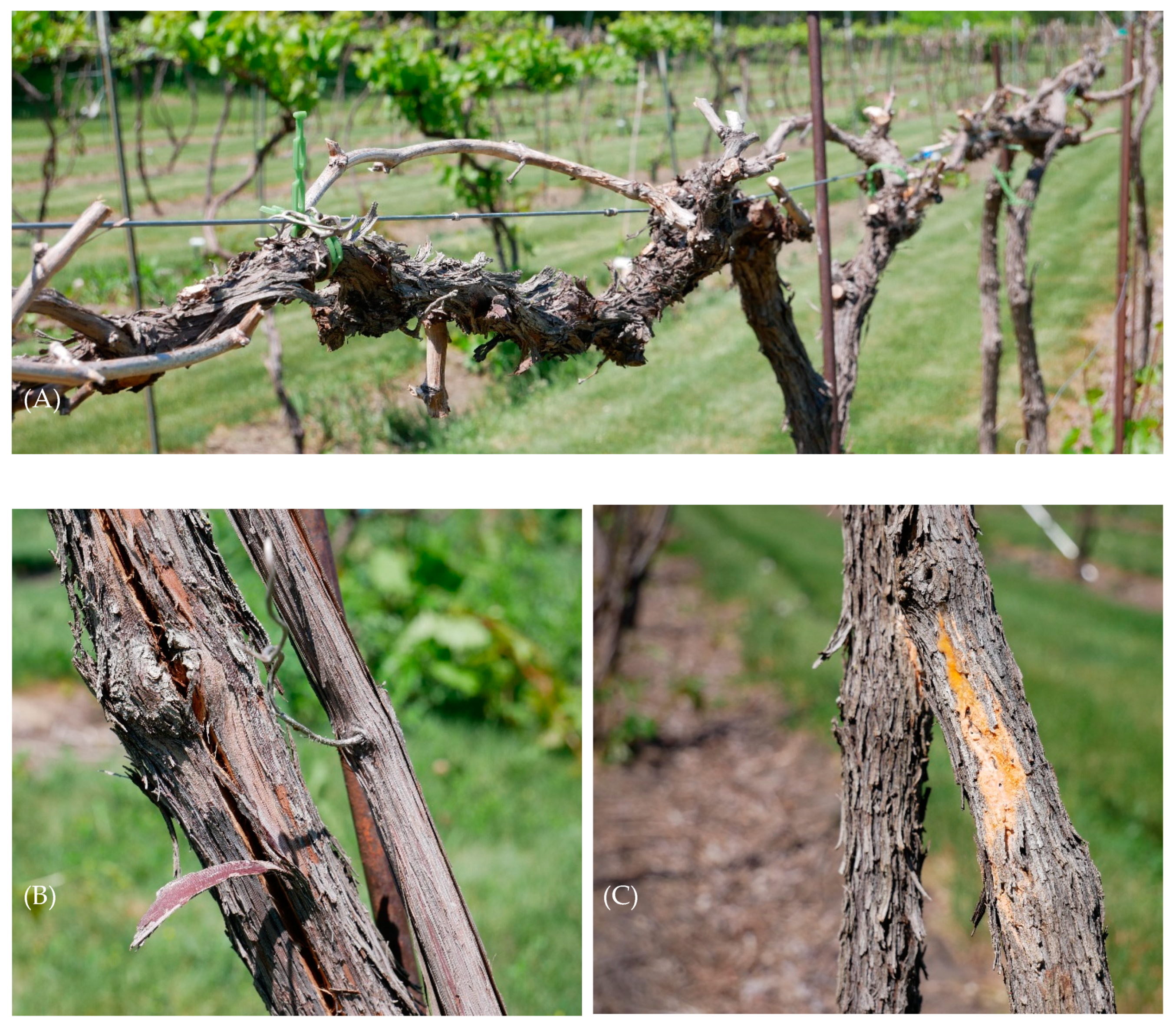 Horticulturae 06 00075 g002a