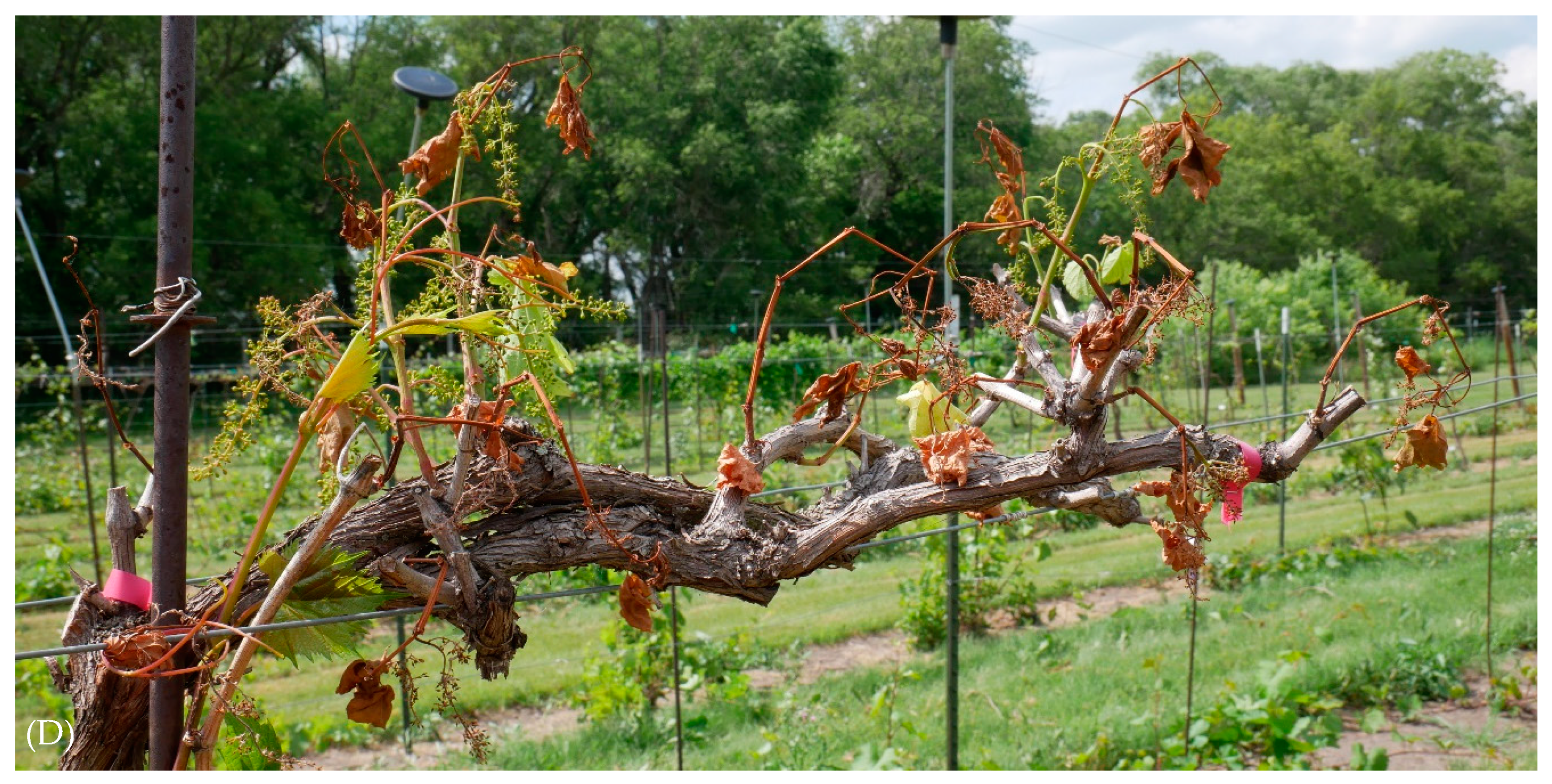 Horticulturae 06 00075 g002b