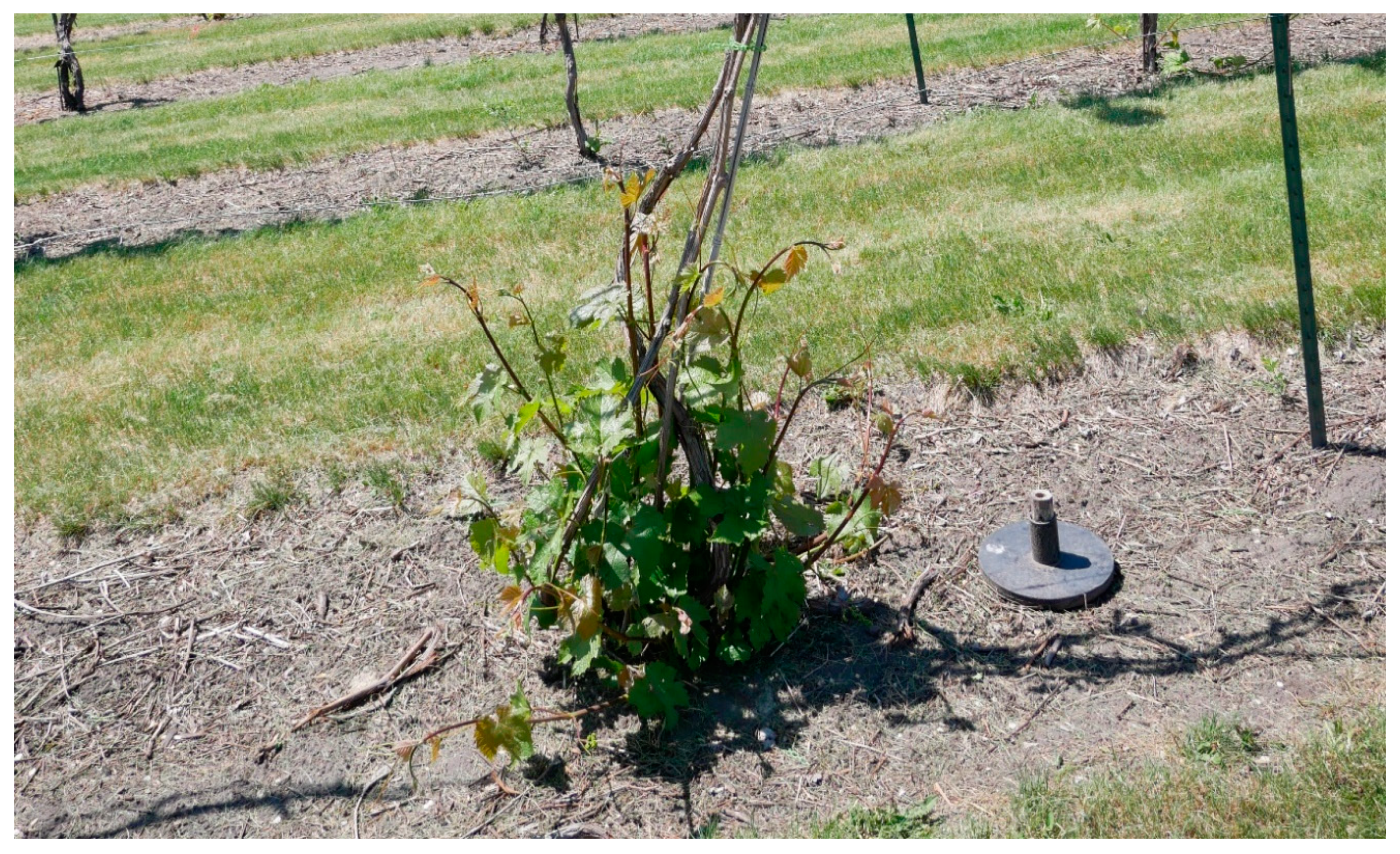 Horticulturae 06 00075 g003