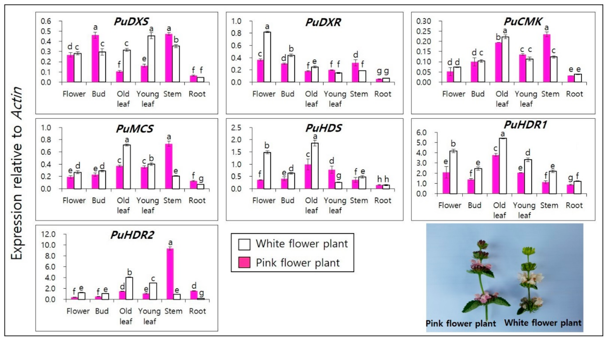 Horticulturae 06 00076 g001 Horticulturae 06 00076 g001