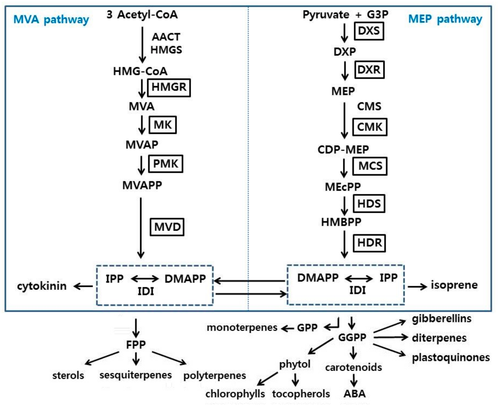 Horticulturae 06 00076 sch001 Horticulturae 06 00076 sch001