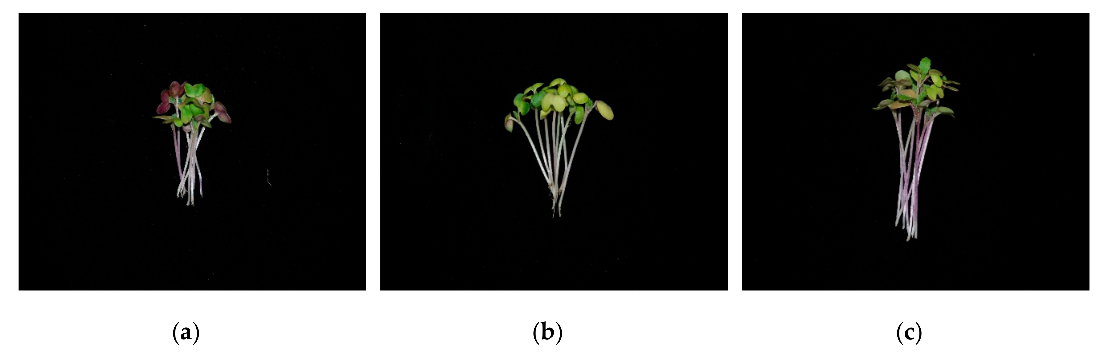 Horticulturae 06 00077 g001 Horticulturae 06 00077 g001