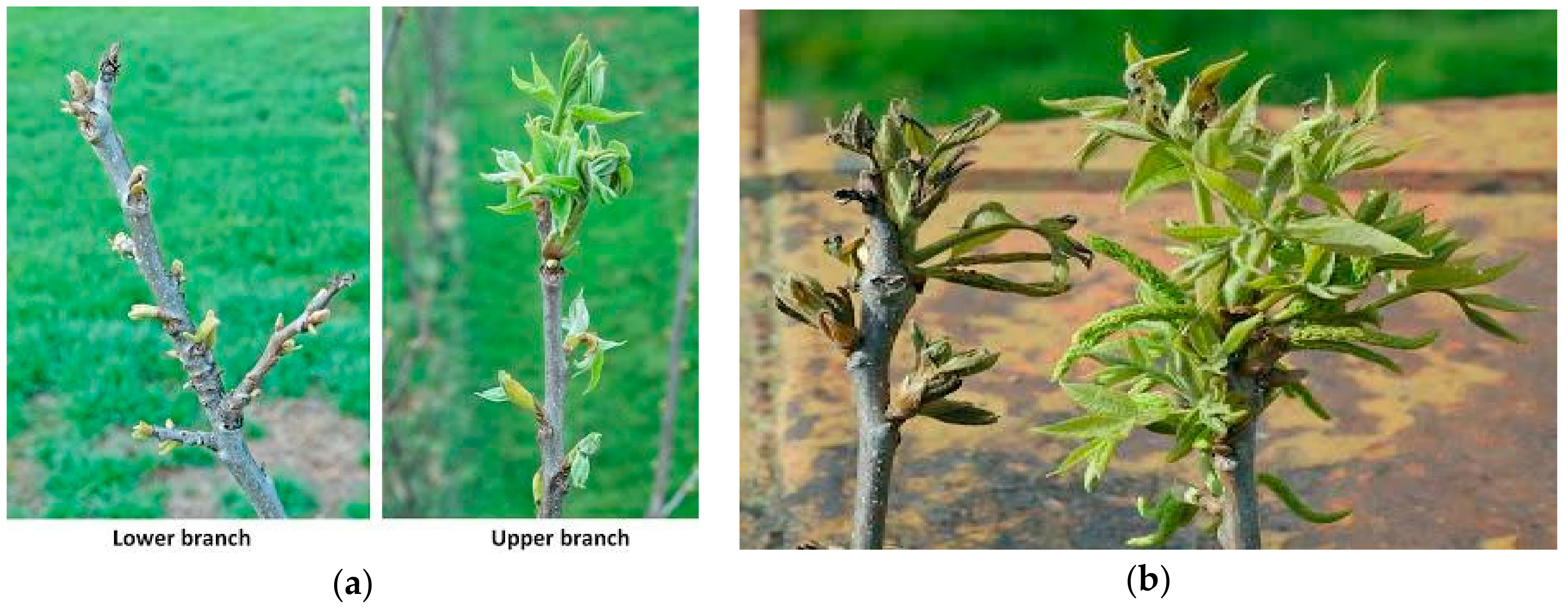 Horticulturae 06 00082 g004