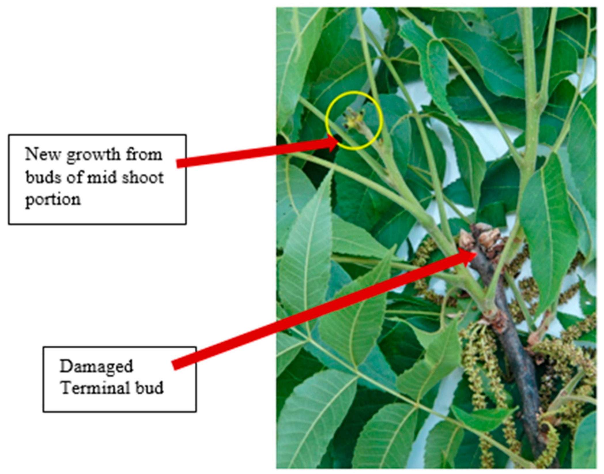 Horticulturae 06 00082 g005
