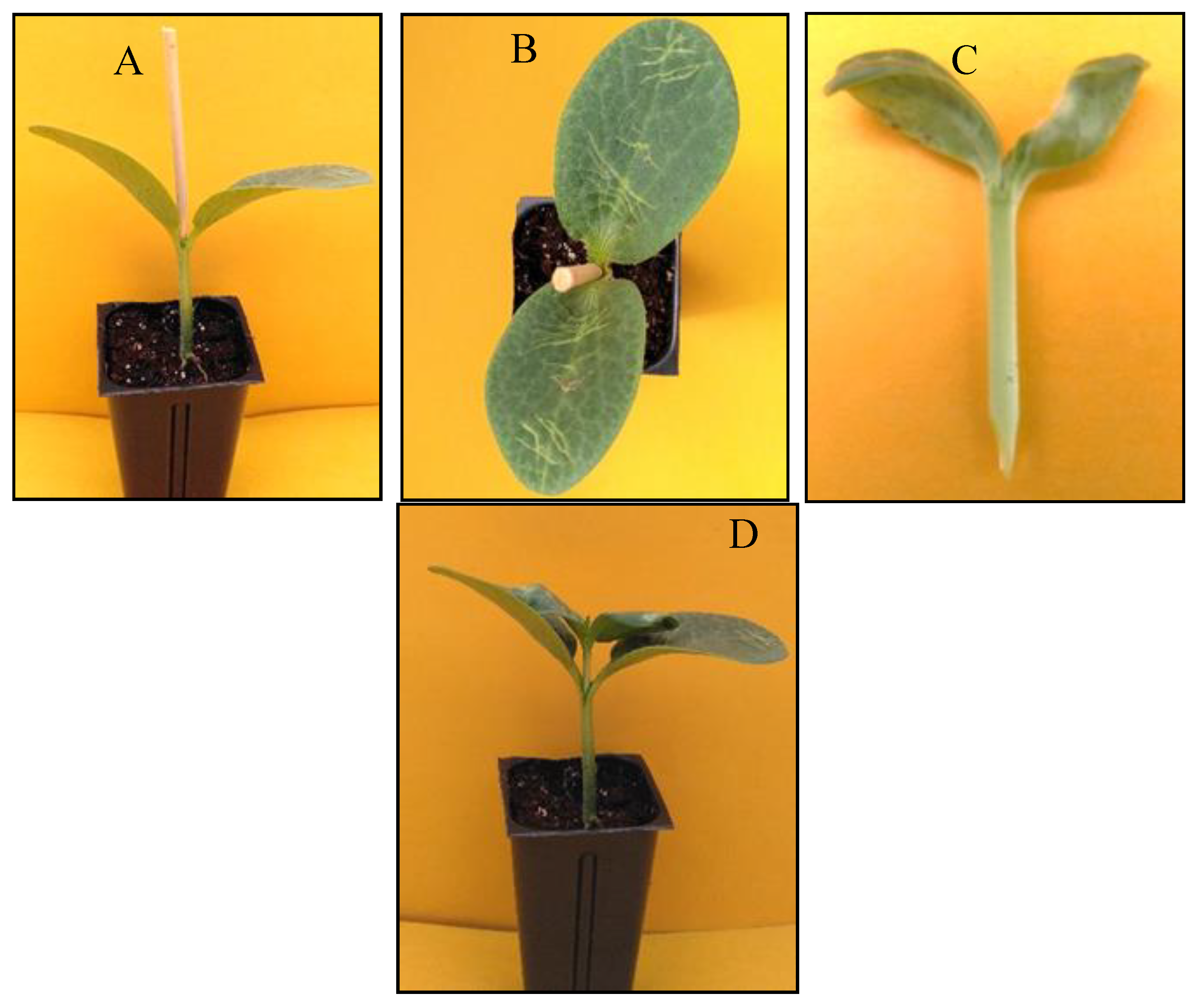 Horticulturae 06 00088 g001