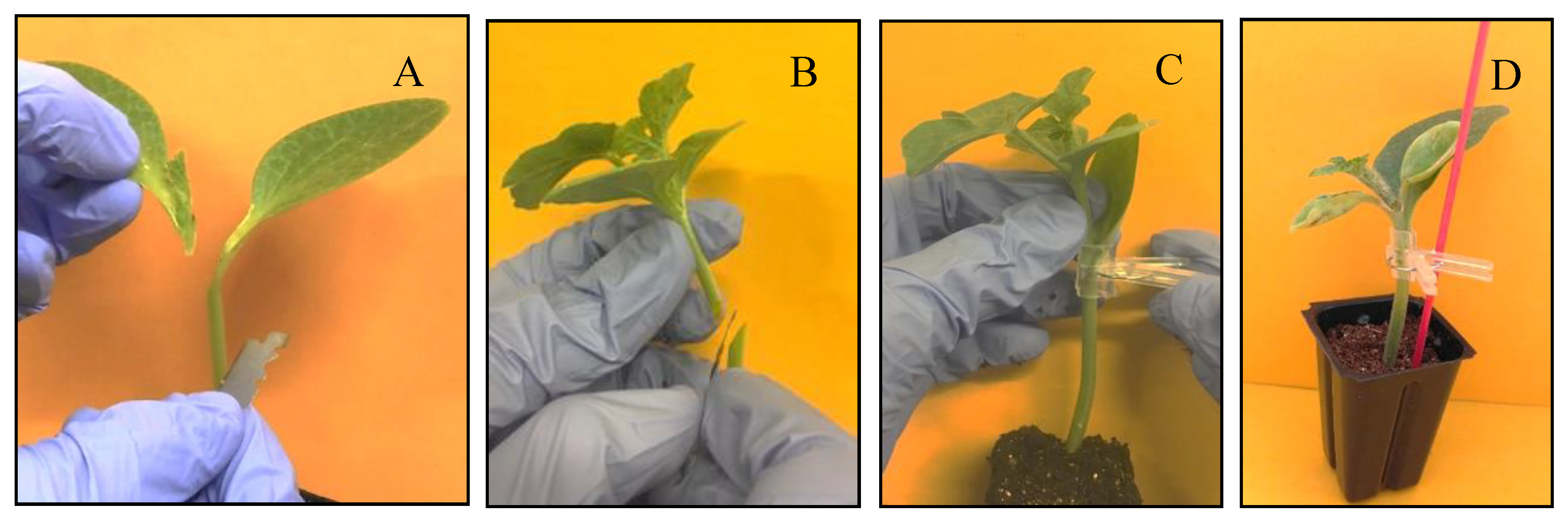 Horticulturae 06 00088 g002