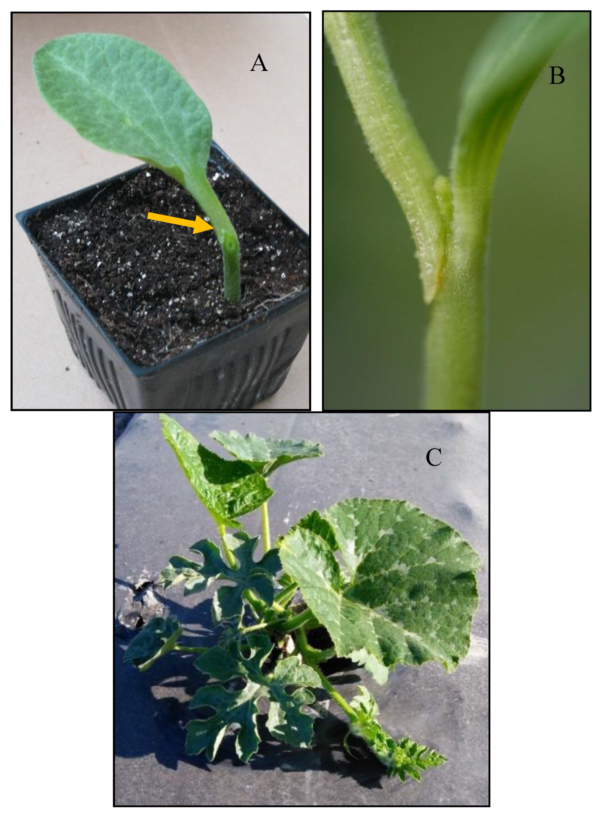 Horticulturae 06 00088 g003