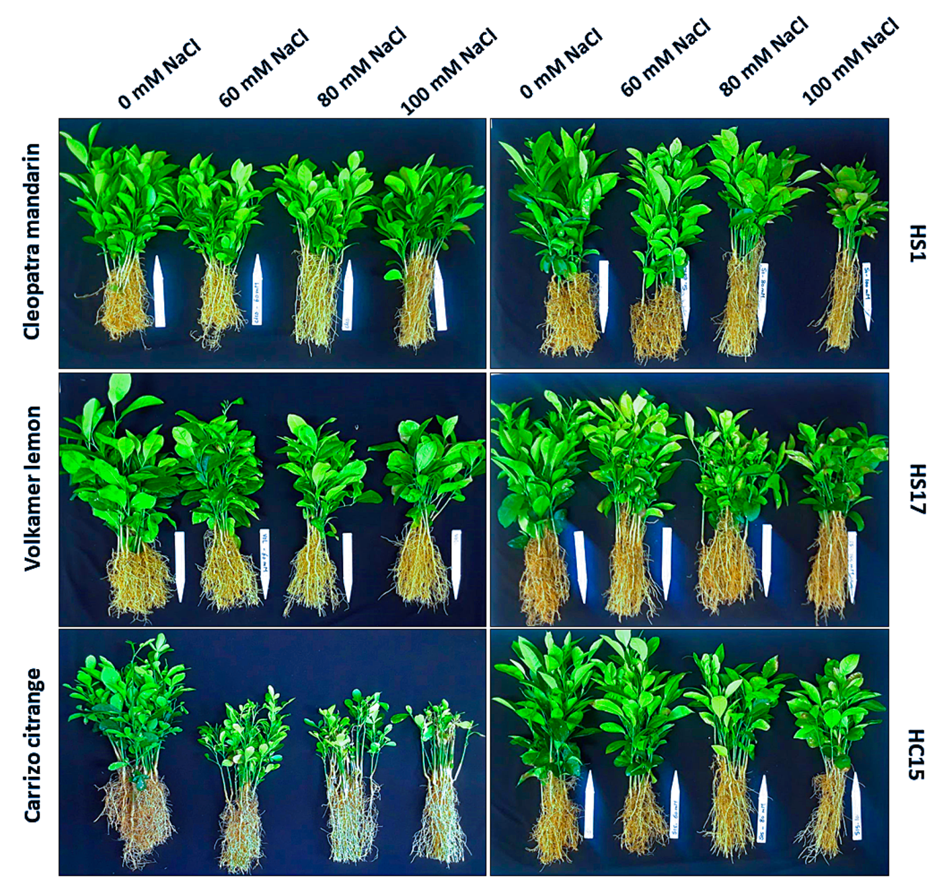 Horticulturae 06 00090 g001 Horticulturae 06 00090 g001