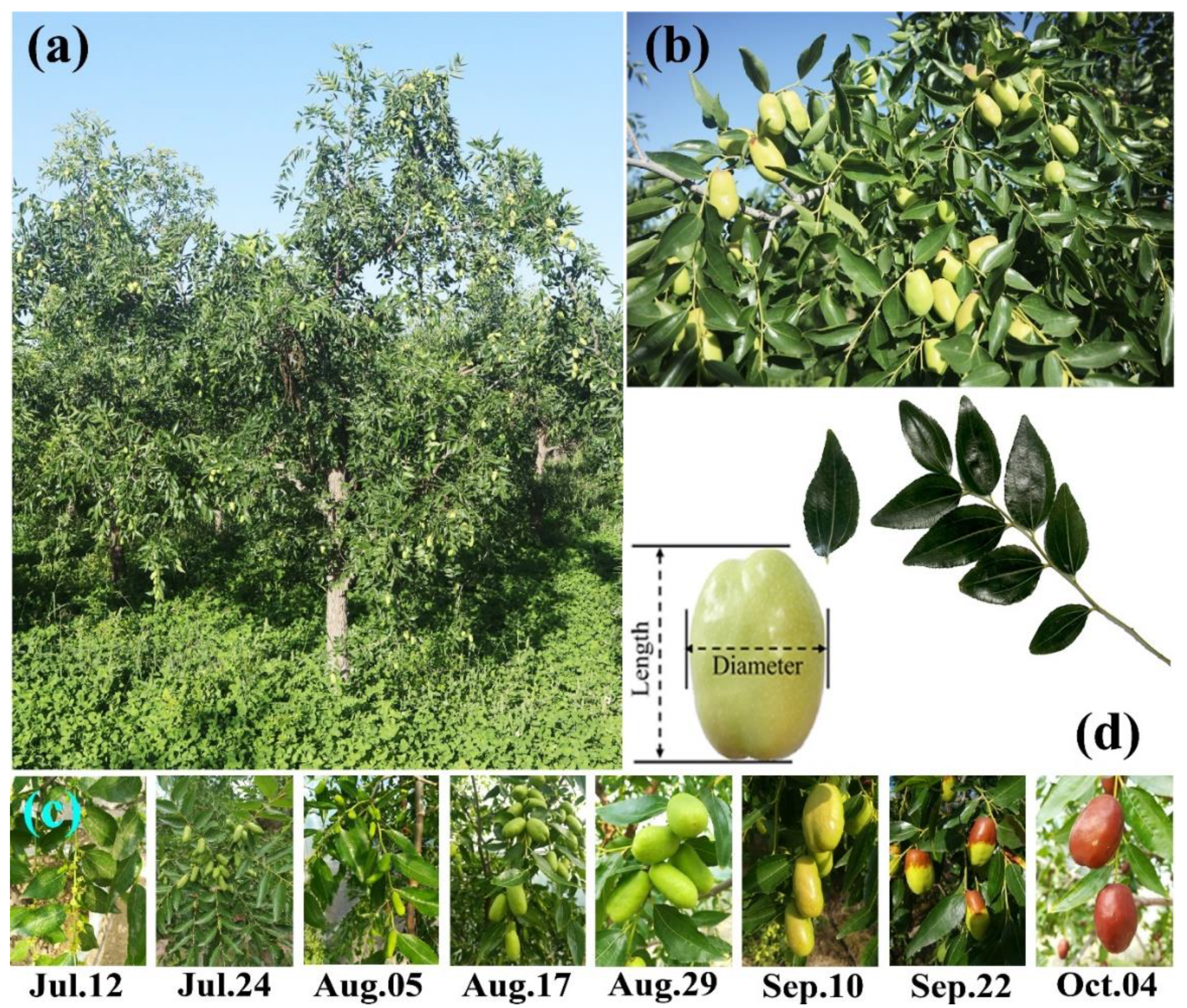 Horticulturae 07 00026 g001
