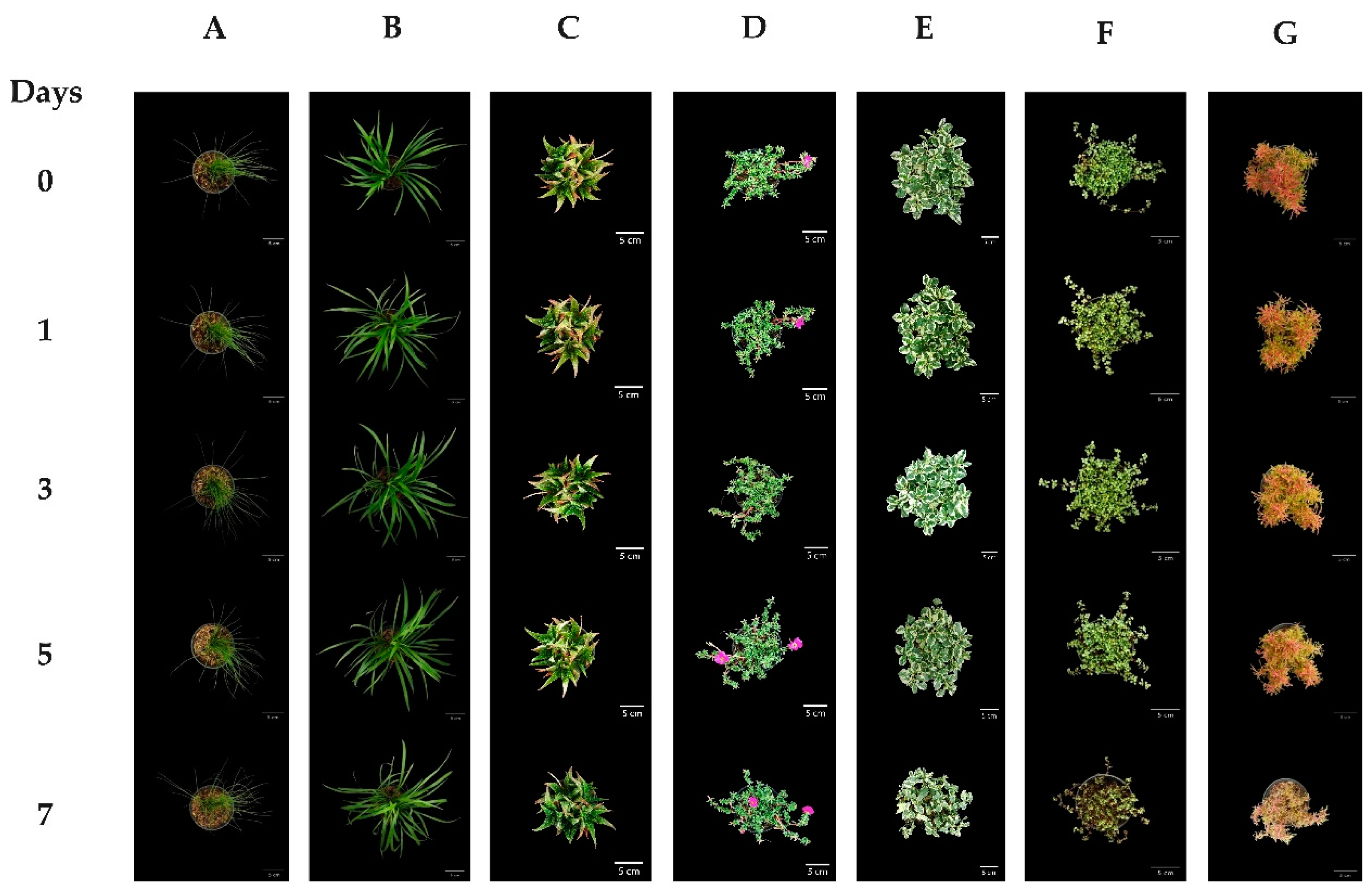 Horticulturae 07 00031 g0a1