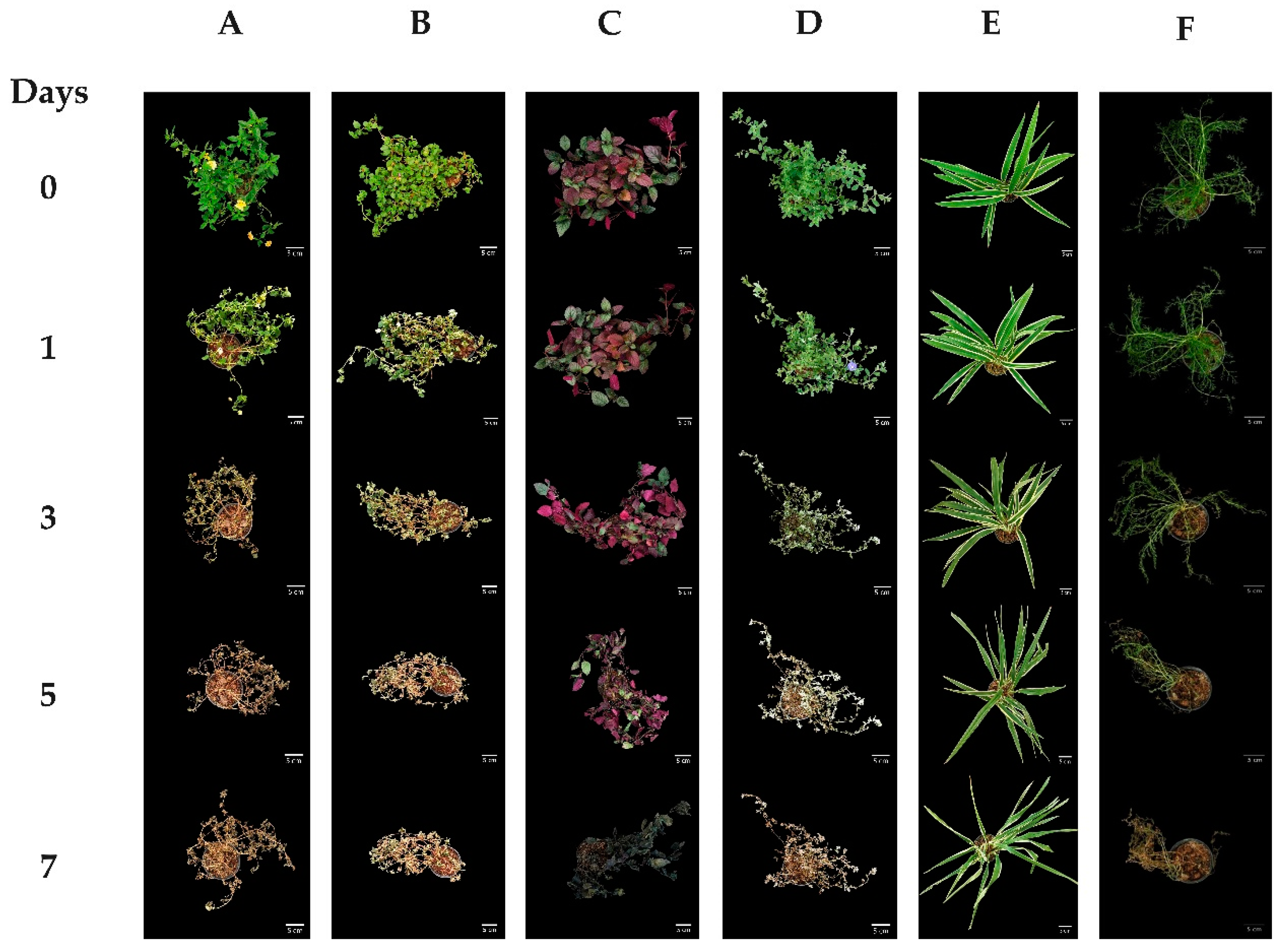 Horticulturae 07 00031 g0a2