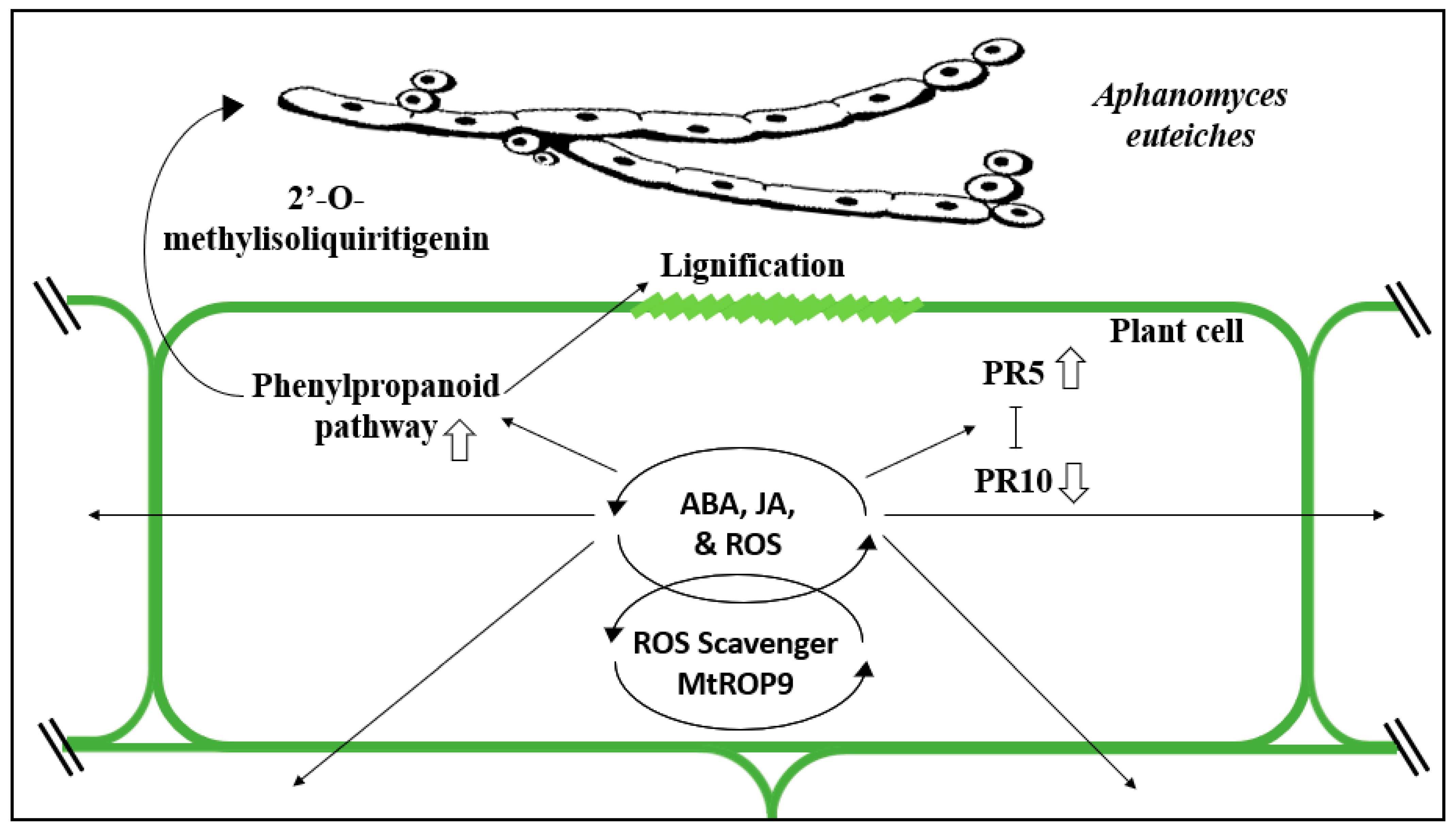 Horticulturae 07 00033 g003 Horticulturae 07 00033 g003