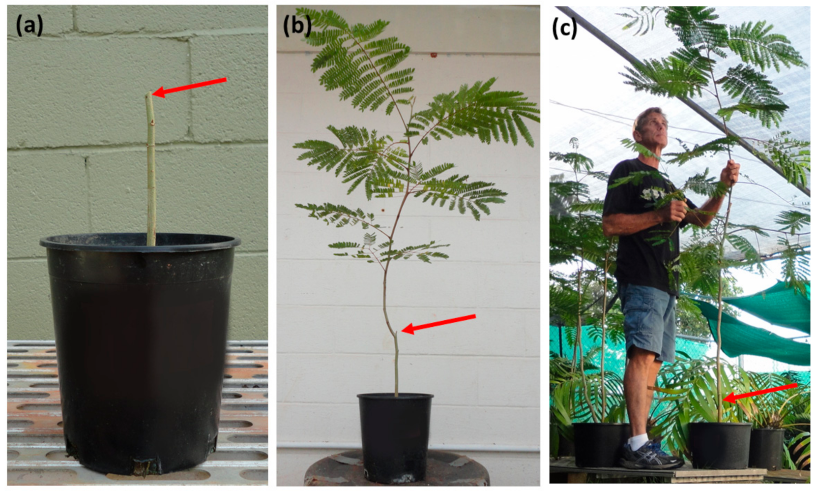 Horticulturae 07 00043 g002 Horticulturae 07 00043 g002