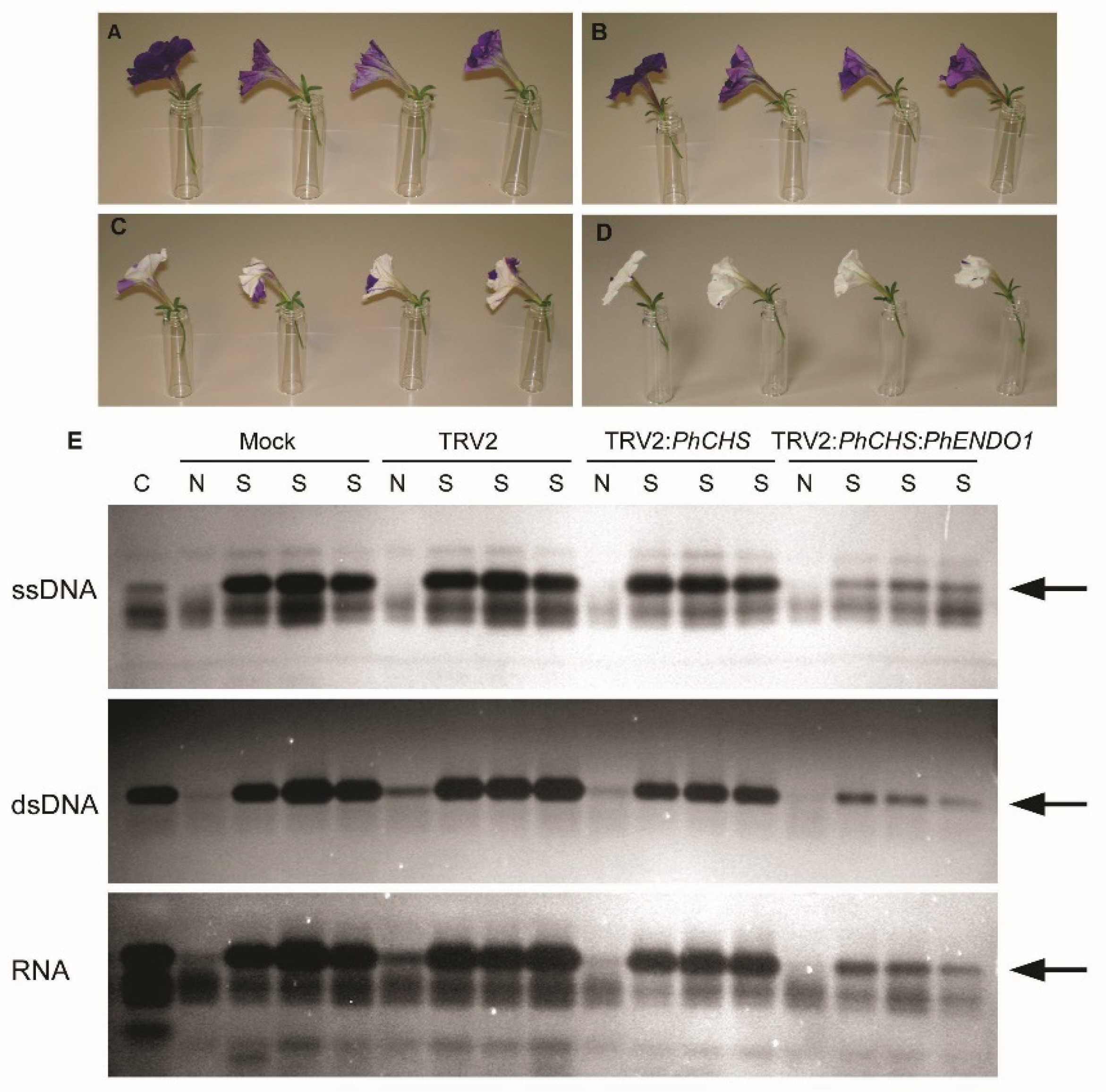 Horticulturae 07 00046 g005