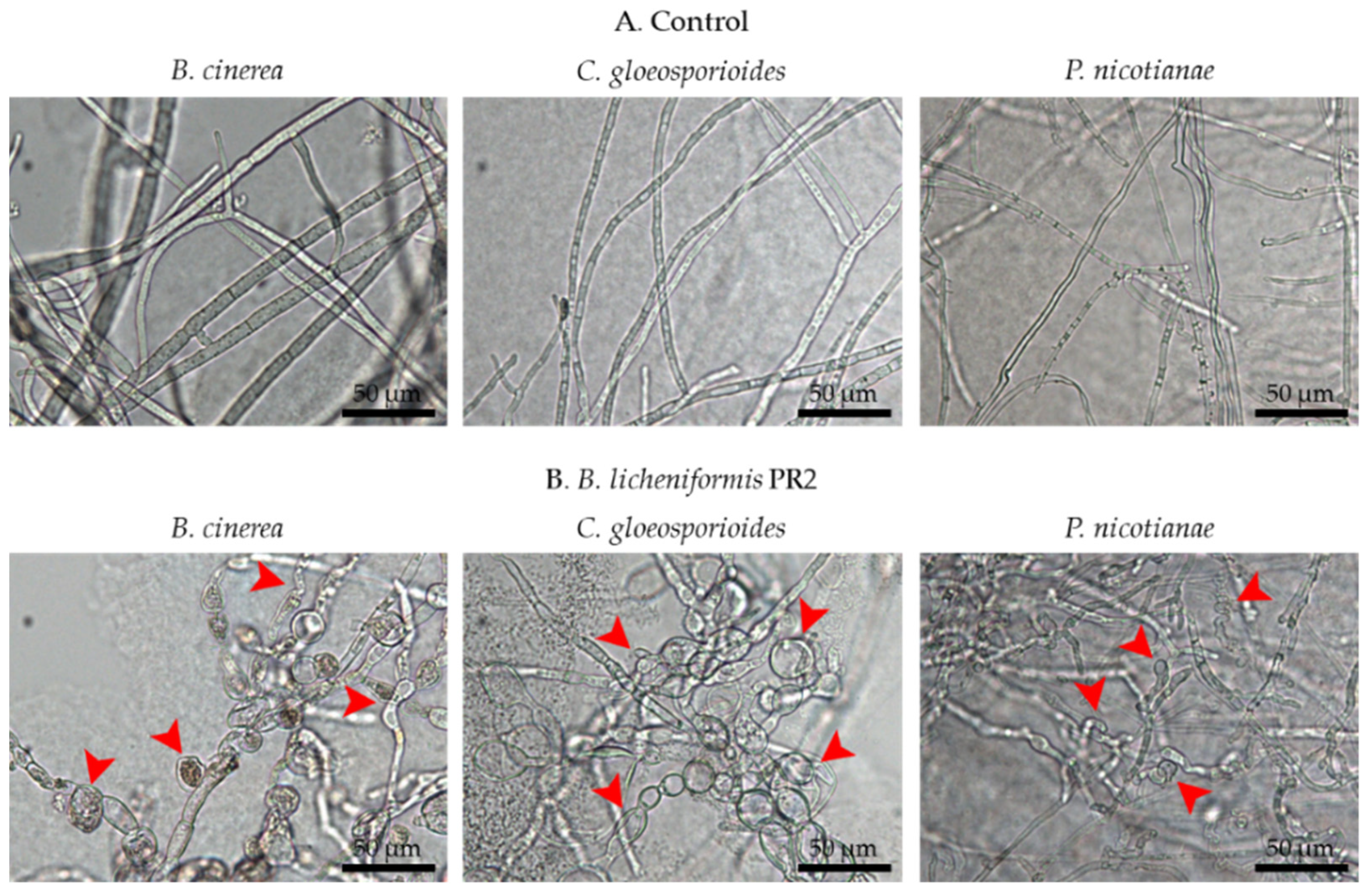 Horticulturae 07 00049 g004