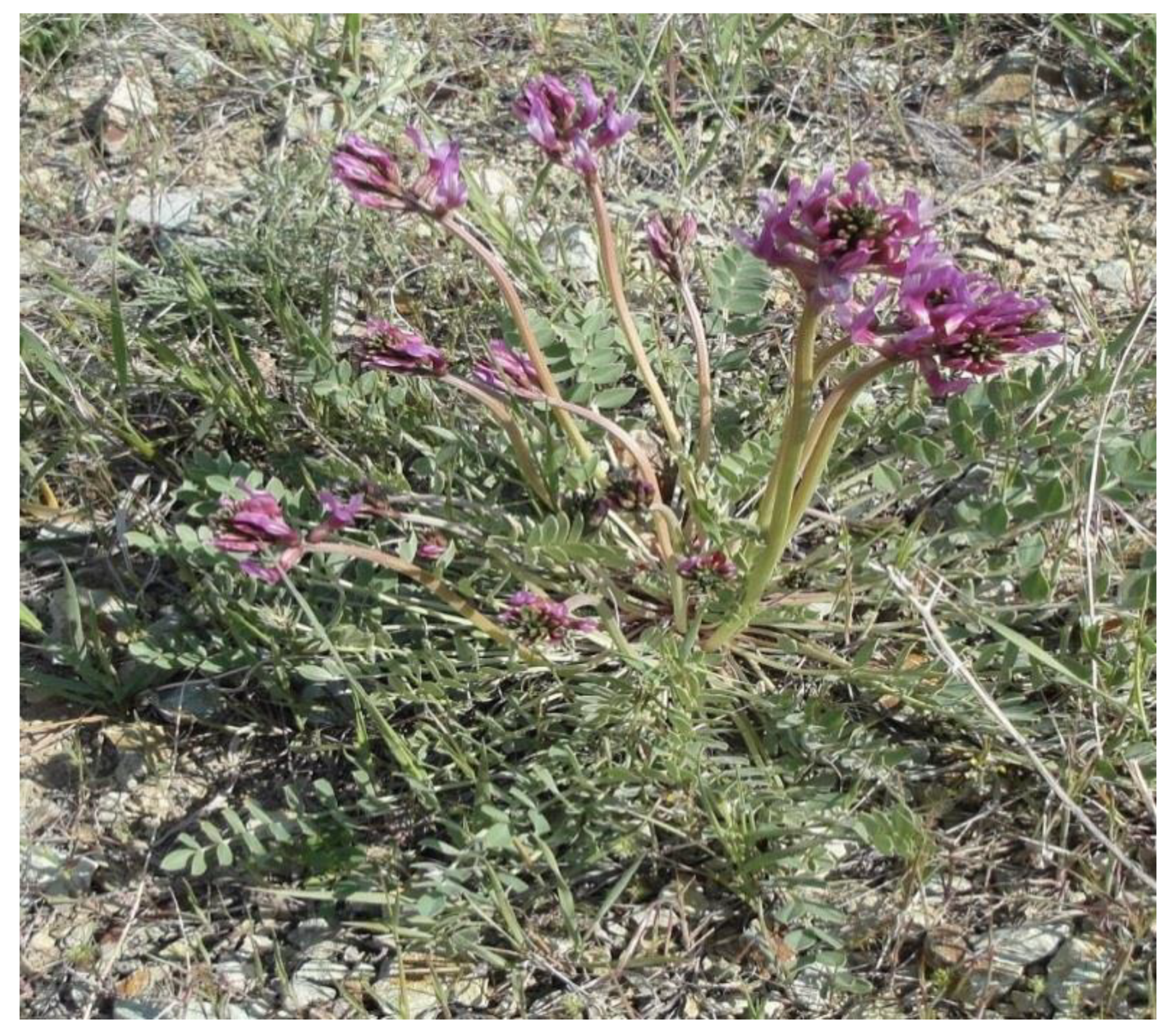 Horticulturae 07 00067 g001 Horticulturae 07 00067 g001