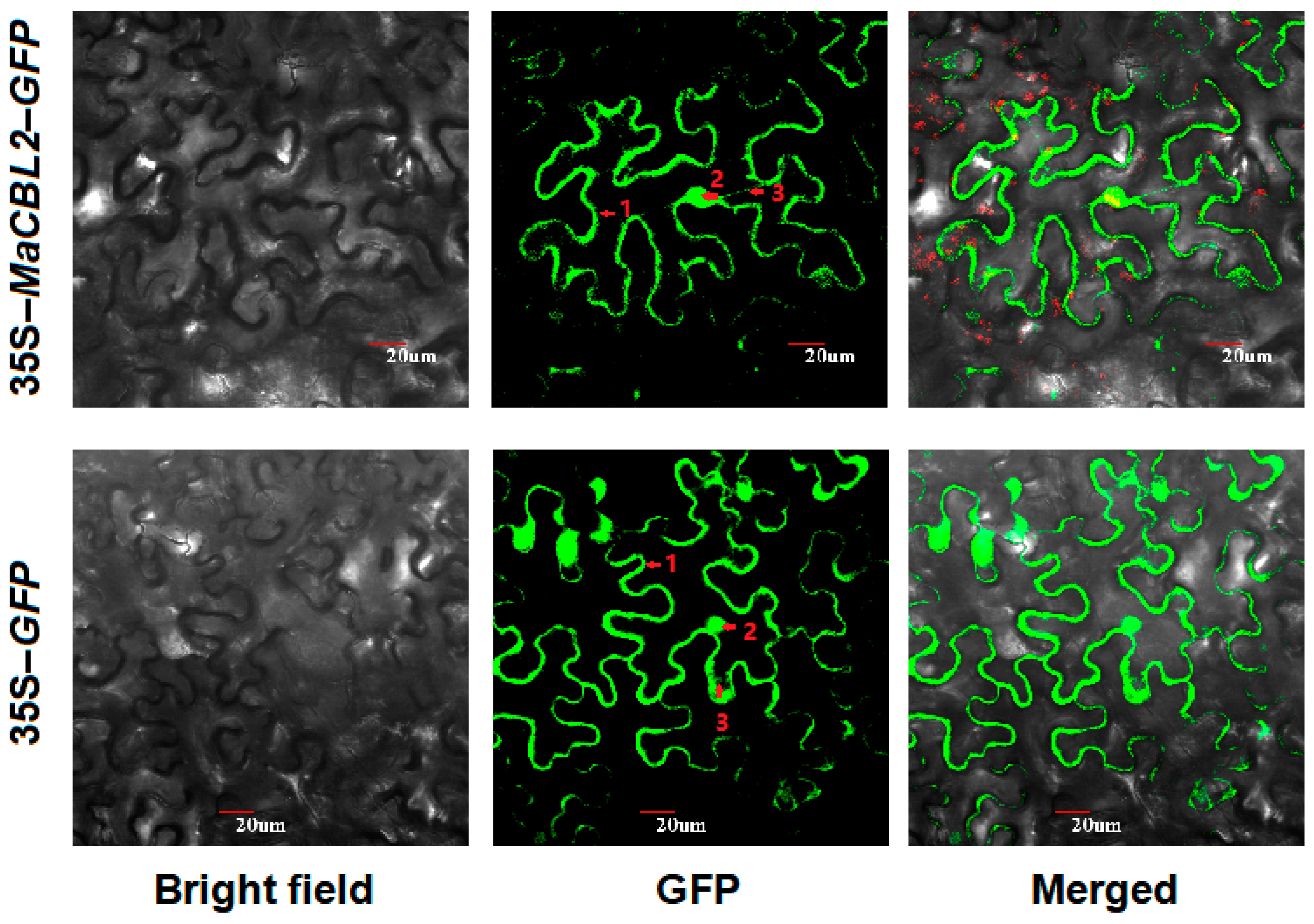 Horticulturae 07 00070 g006 Horticulturae 07 00070 g006