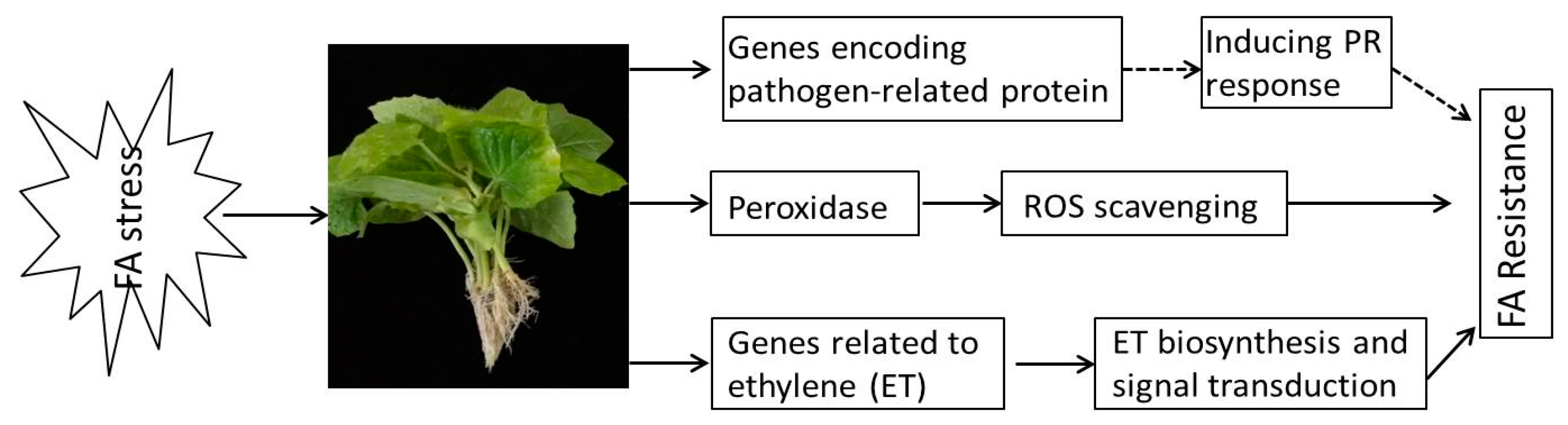 Horticulturae 07 00088 g008