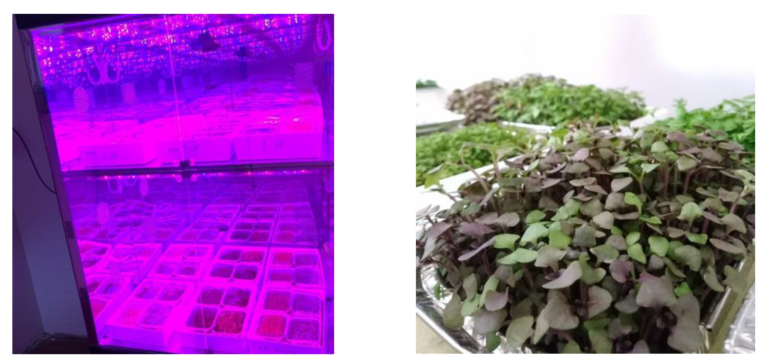 Horticulturae 07 00096 g001 Horticulturae 07 00096 g001