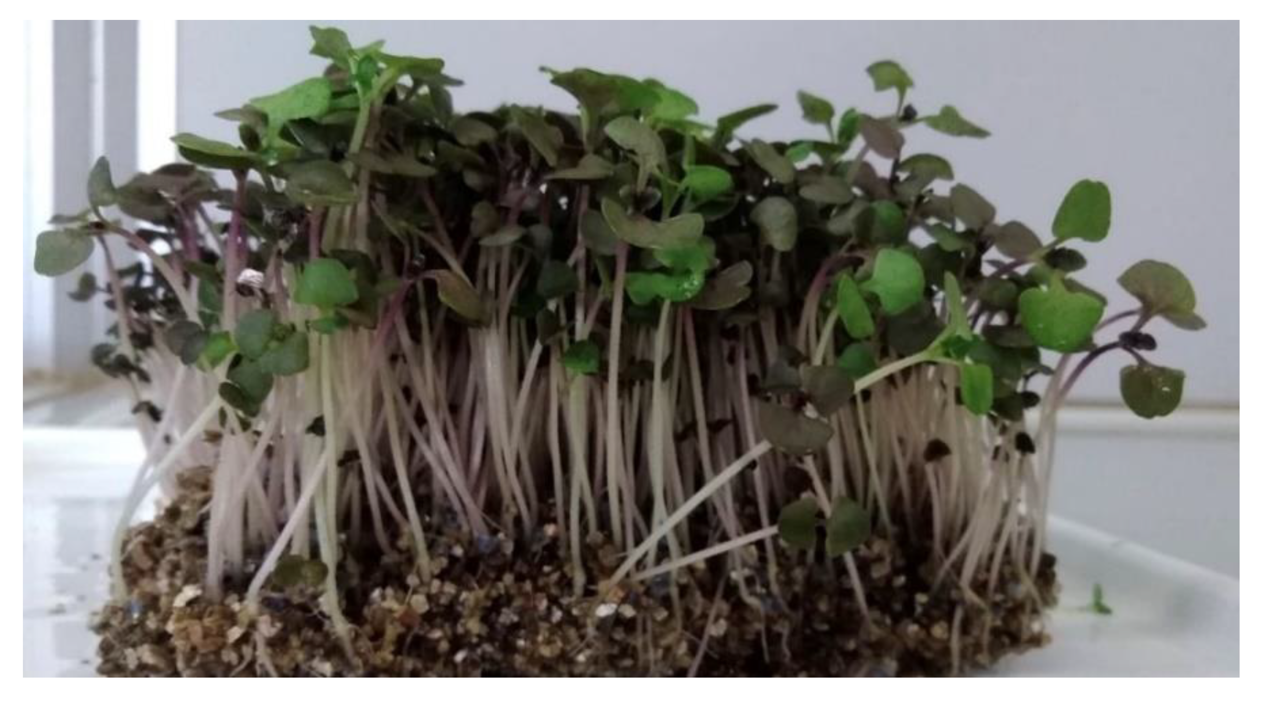 Horticulturae 07 00096 g012 Horticulturae 07 00096 g012