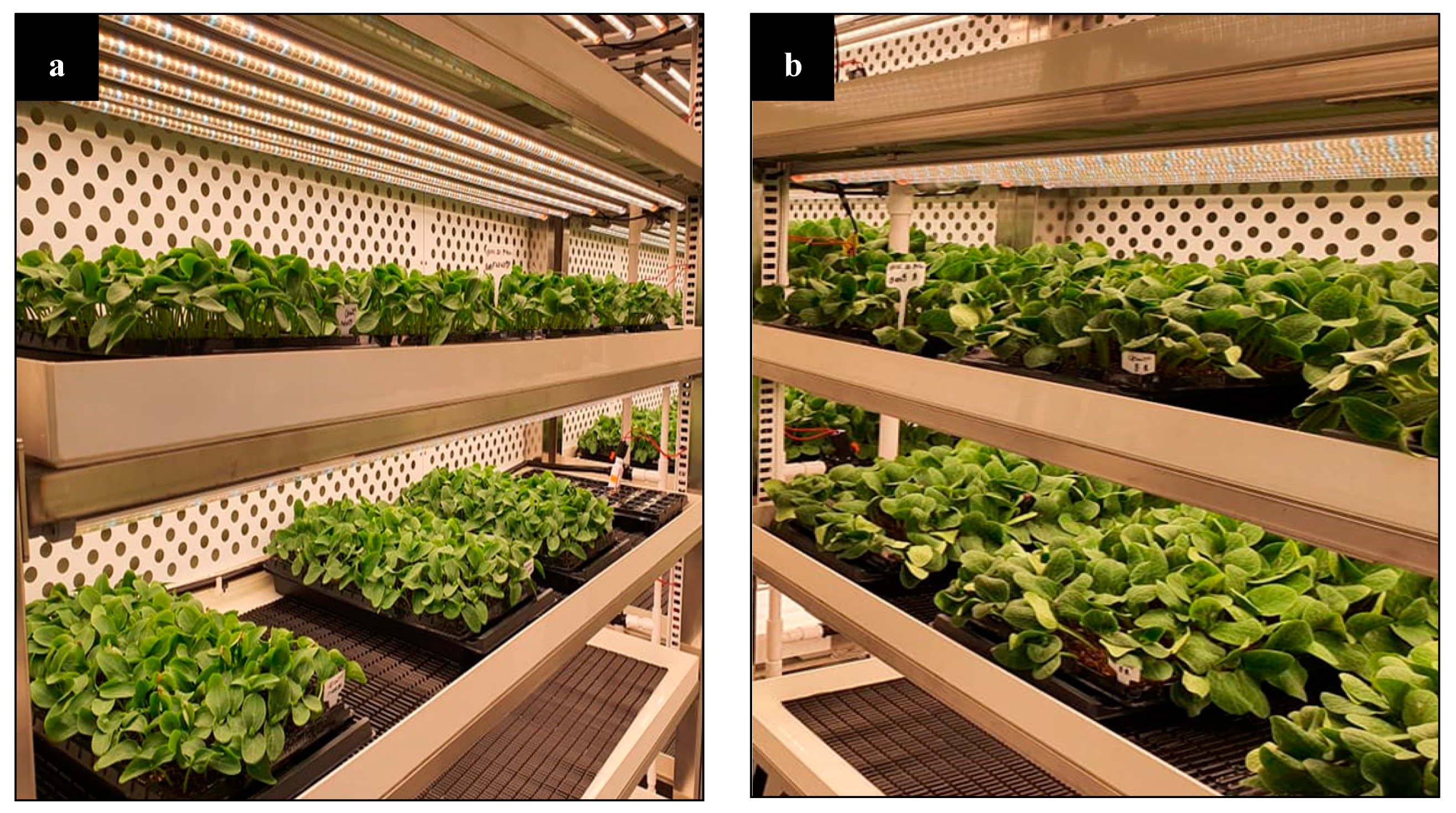 Horticulturae 07 00102 g001 Horticulturae 07 00102 g001