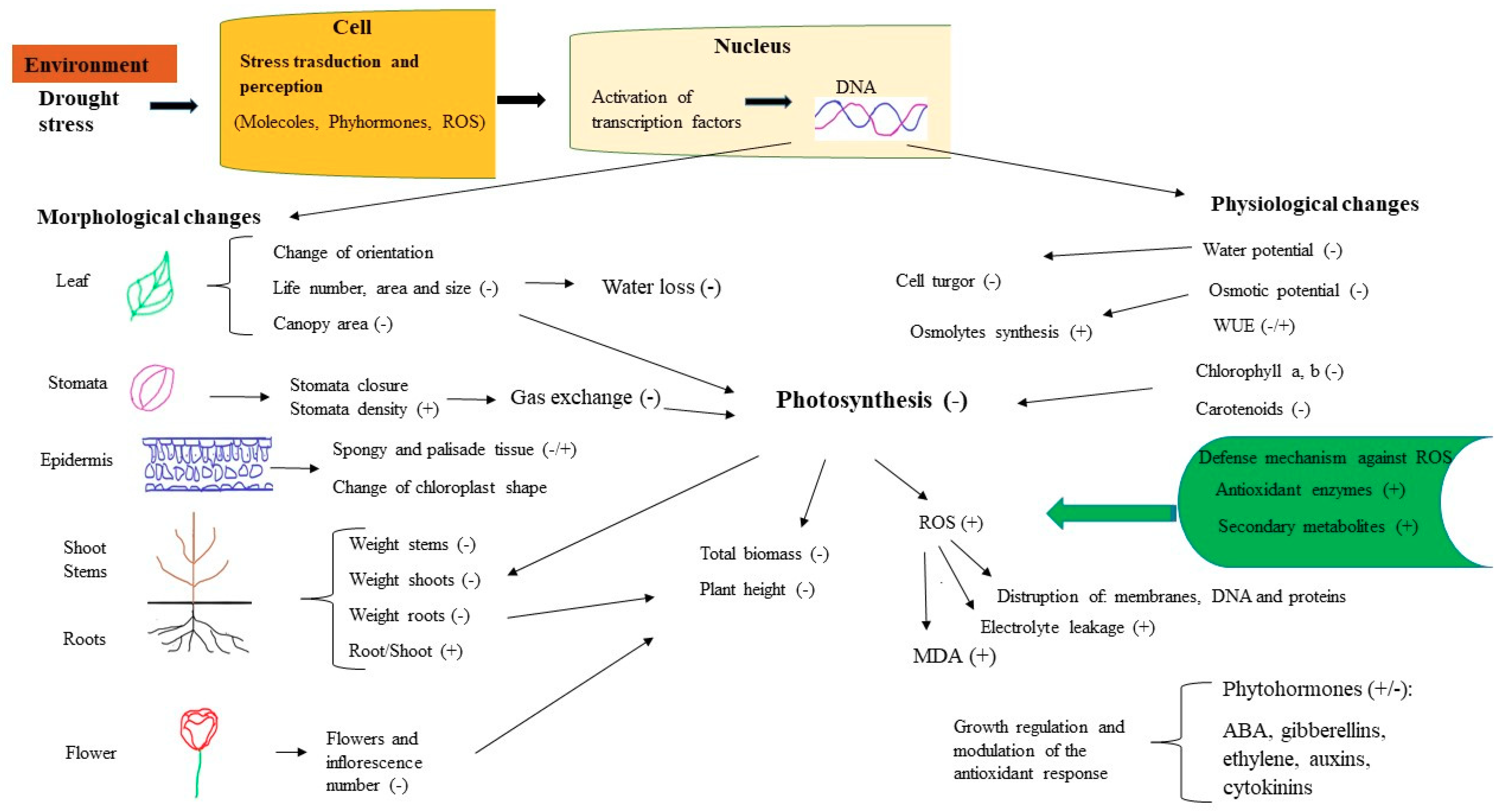 Horticulturae | Free Full-Text | Biochemical, Physiological, and 