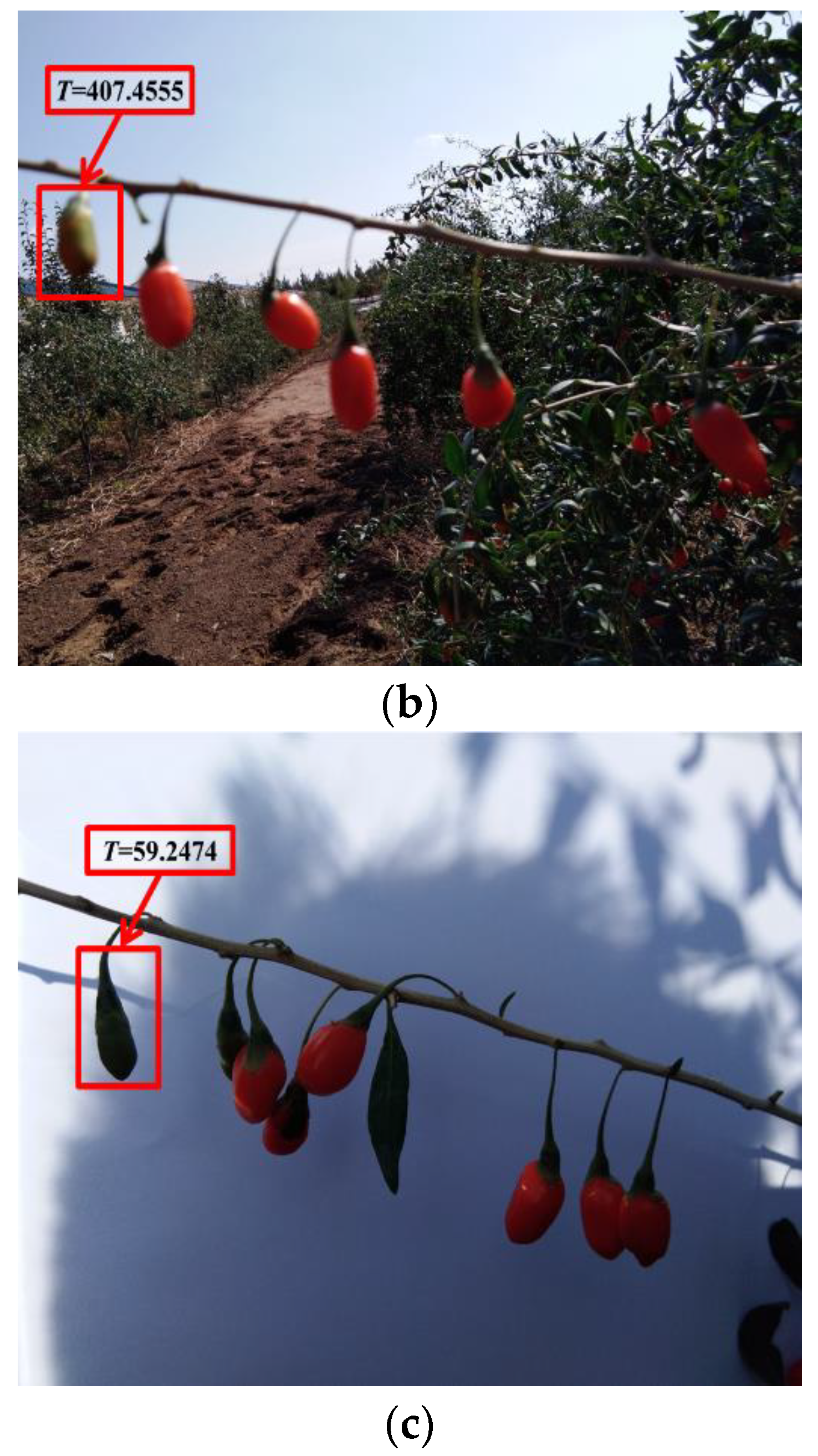 Horticulturae 07 00108 g003b 550