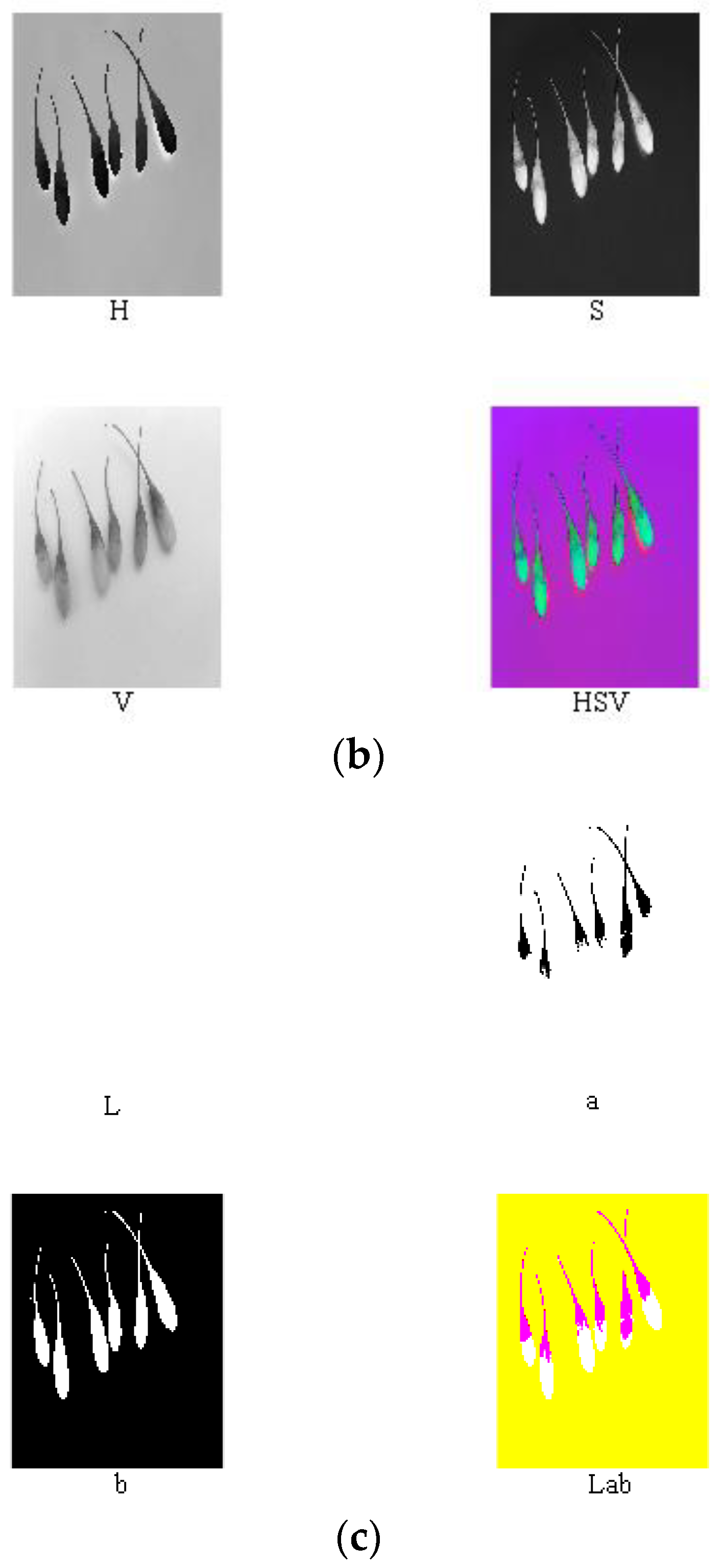 Horticulturae 07 00108 g005b 550