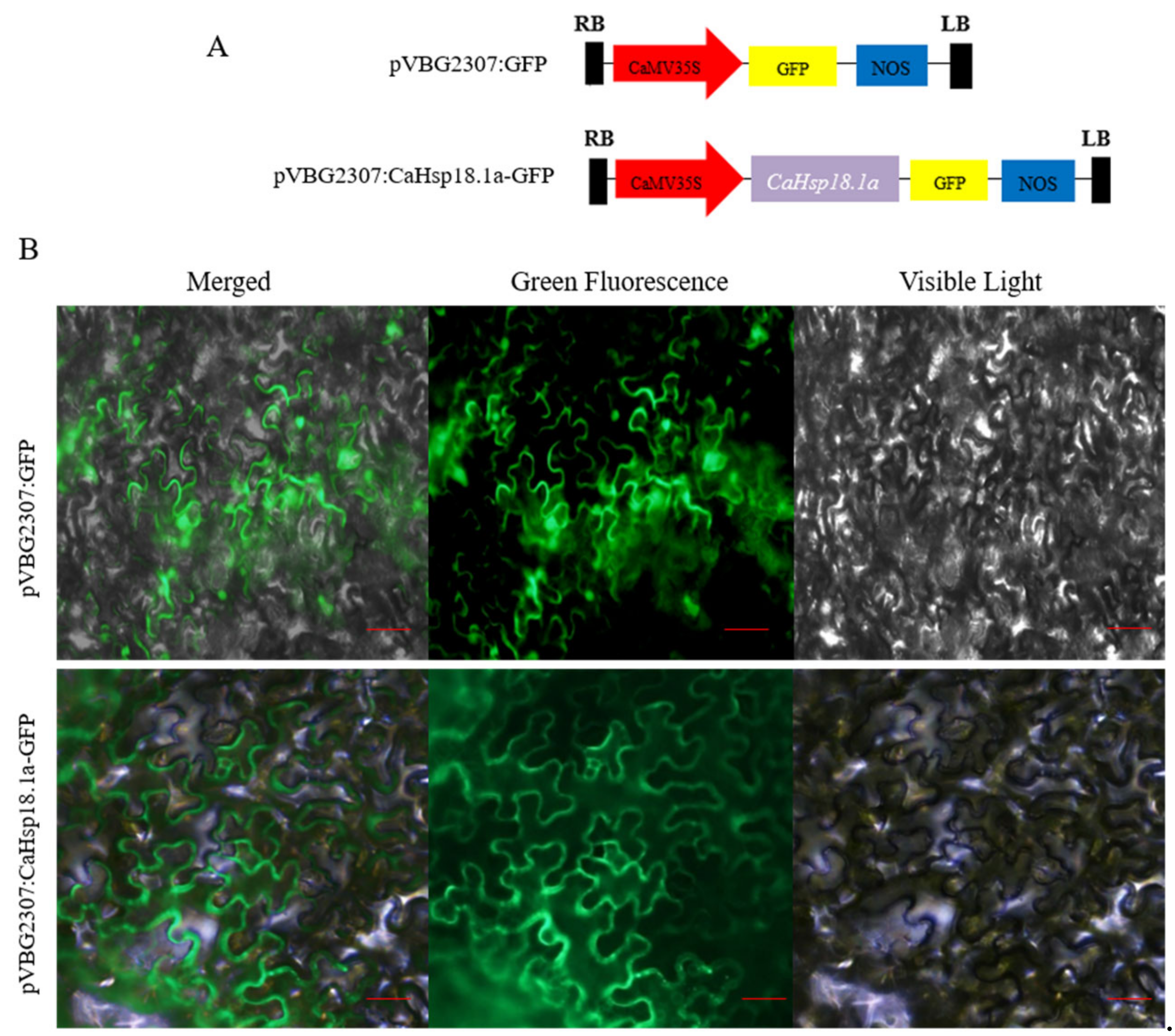 Horticulturae 07 00117 g002 Horticulturae 07 00117 g002