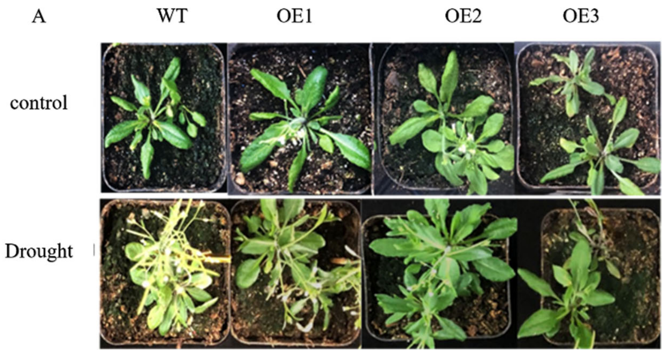 Horticulturae 07 00117 g006a Horticulturae 07 00117 g006a