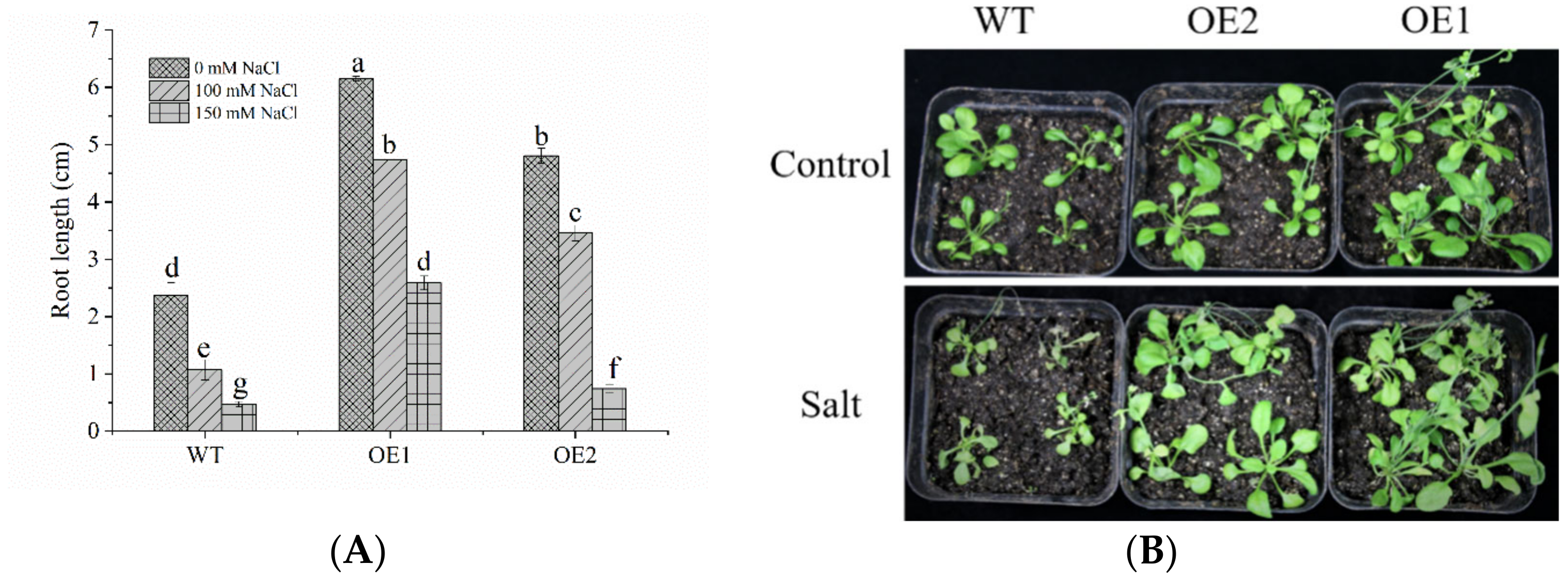 Horticulturae 07 00117 g008 Horticulturae 07 00117 g008