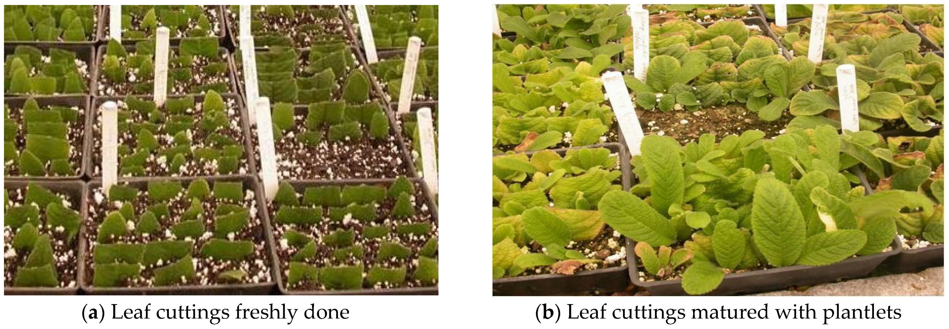 Horticulturae 07 00120 g001 Horticulturae 07 00120 g001