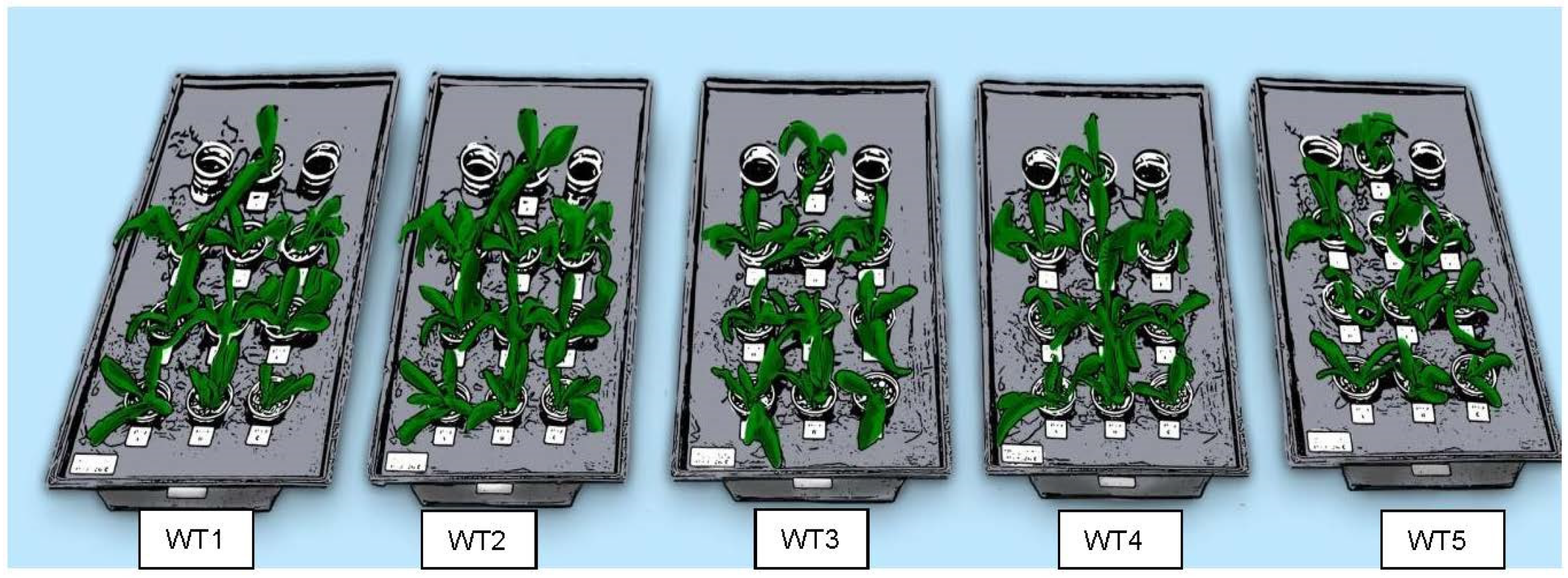 Horticulturae 07 00120 g003 Horticulturae 07 00120 g003