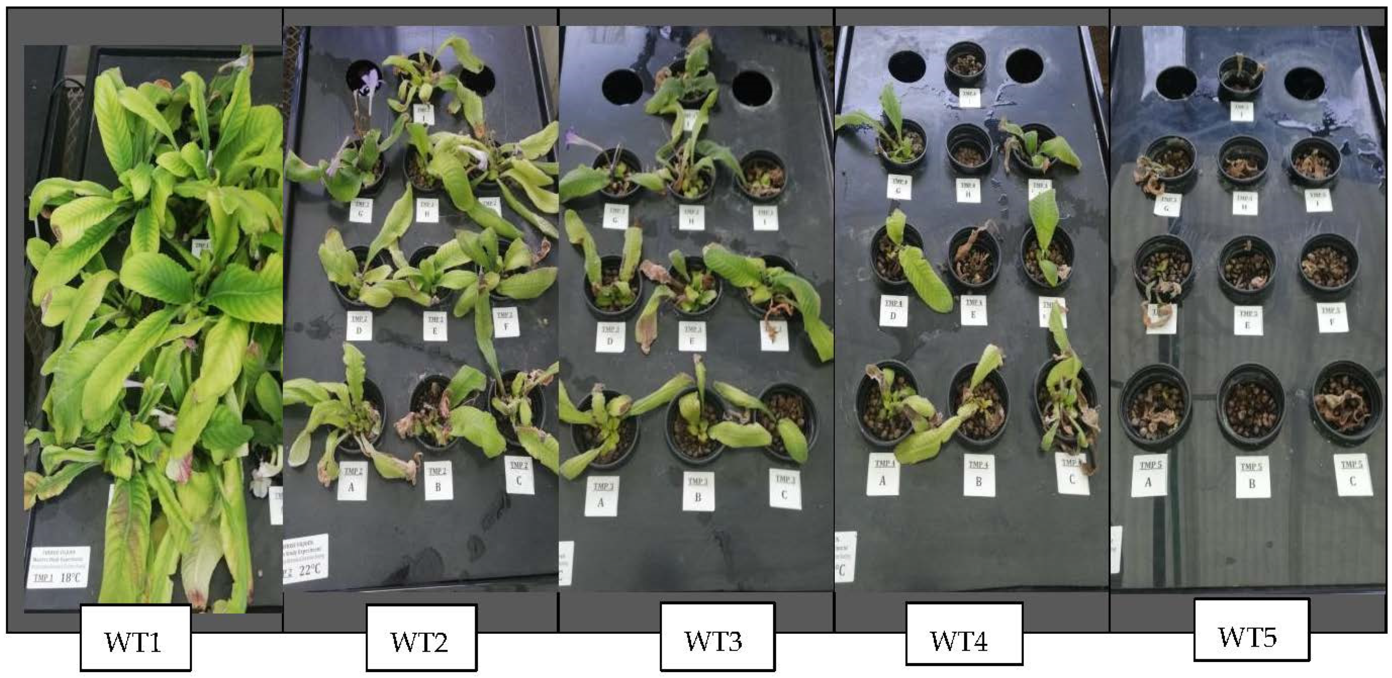 Horticulturae 07 00120 g004 Horticulturae 07 00120 g004