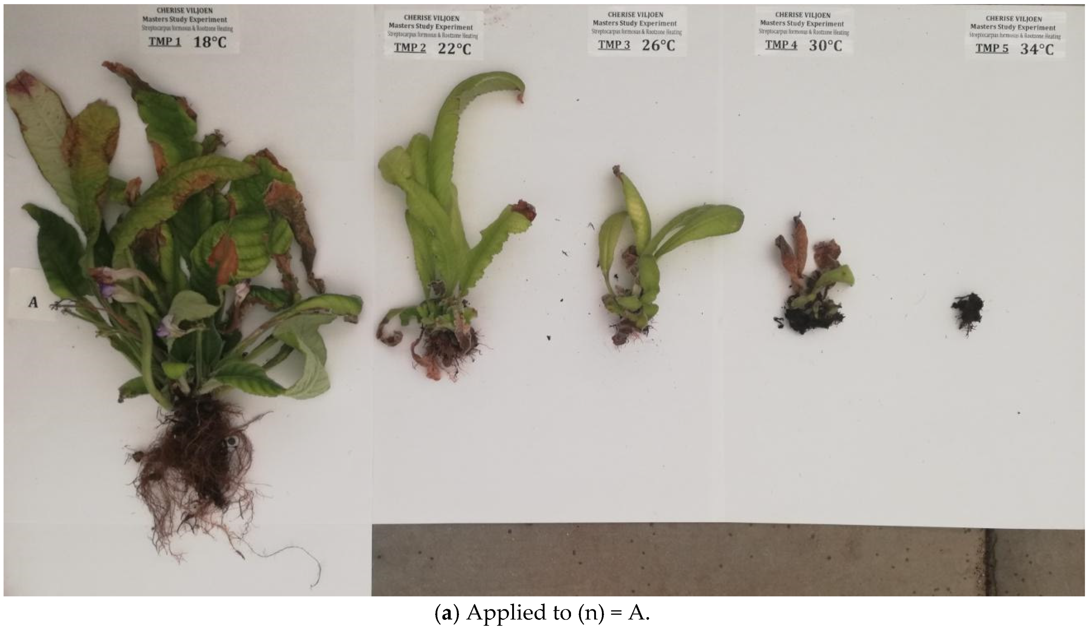 Horticulturae 07 00120 g009a Horticulturae 07 00120 g009a