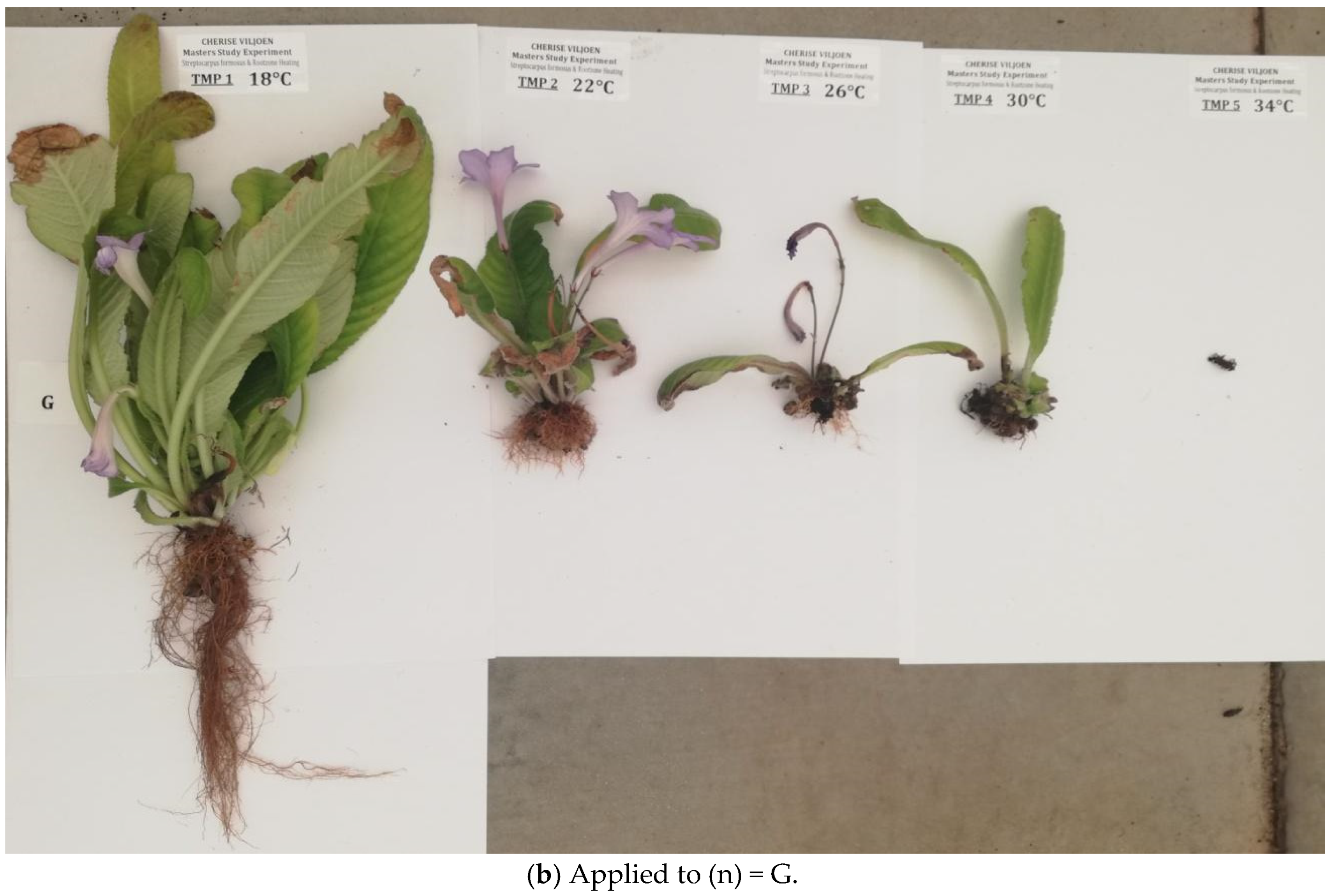Horticulturae 07 00120 g009b Horticulturae 07 00120 g009b