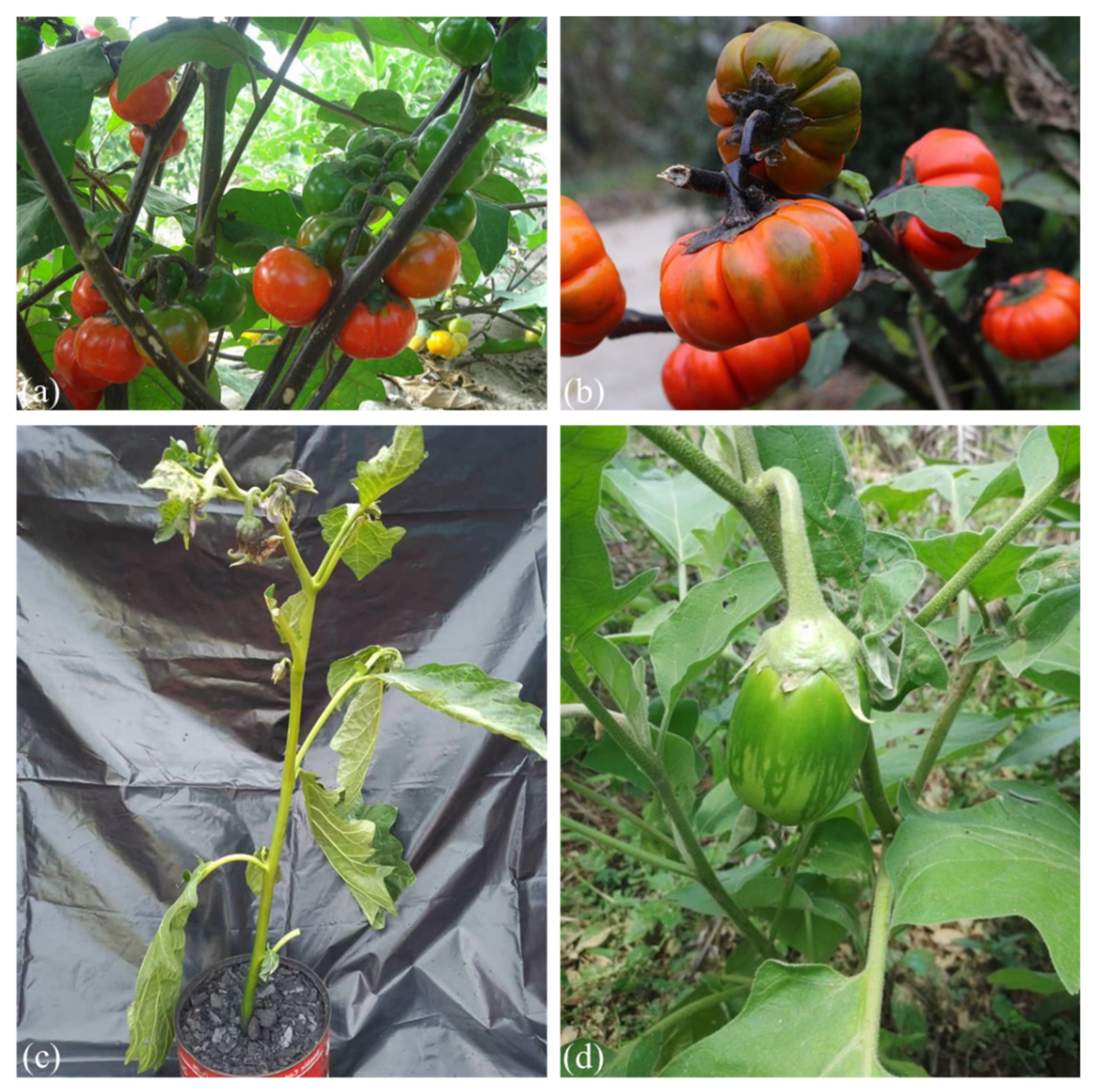 Scarlet eggplant (jiló) full screen, top view. Formerly Solanum gilo, now  considered a group of cultivars of Solanum aethiopicum, is the fruit of the  herbaceous plant Jiloeiro. Cultivated in Brazil. Stock Photo