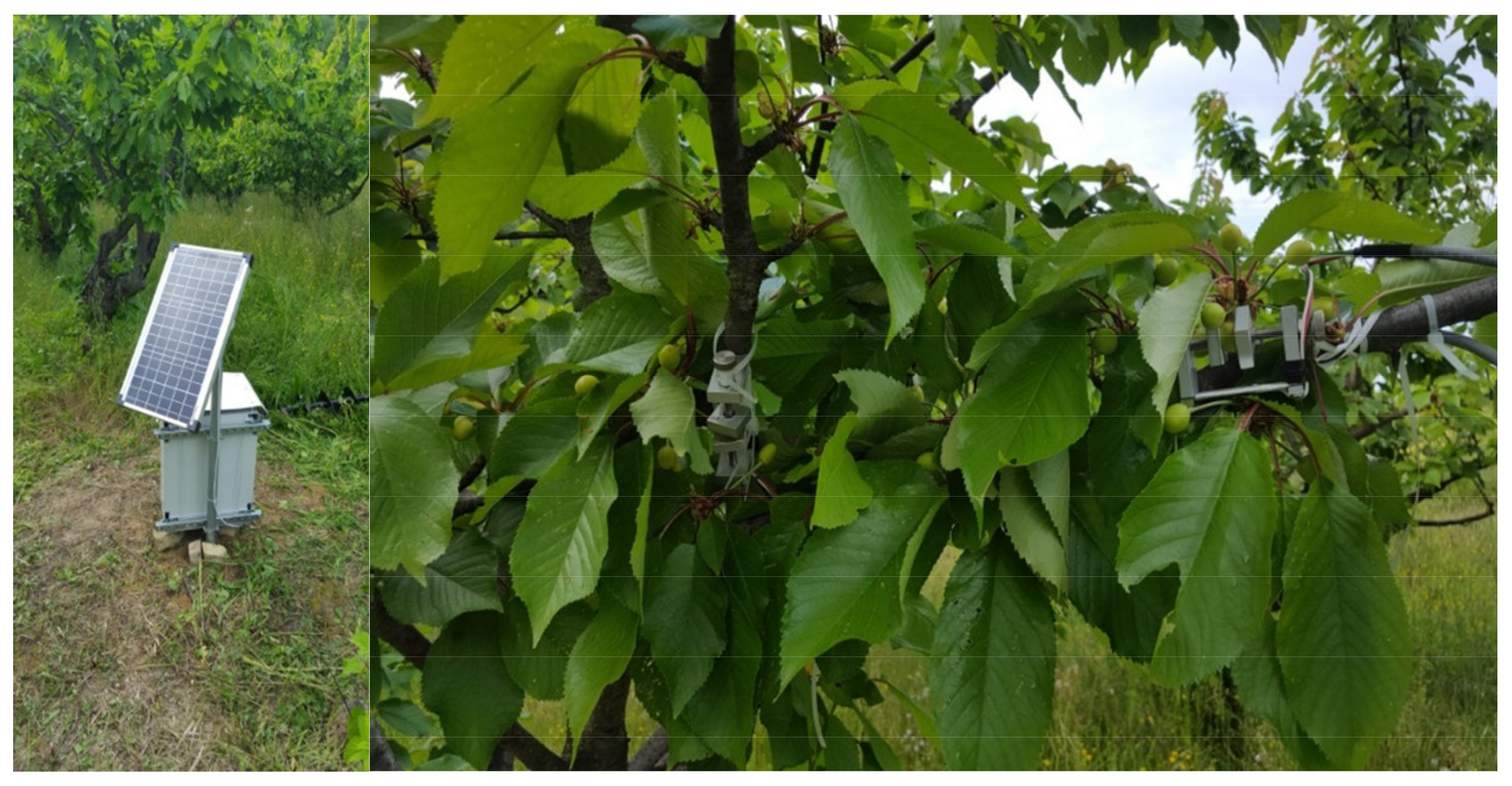 Horticulturae 07 00131 g001 Horticulturae 07 00131 g001