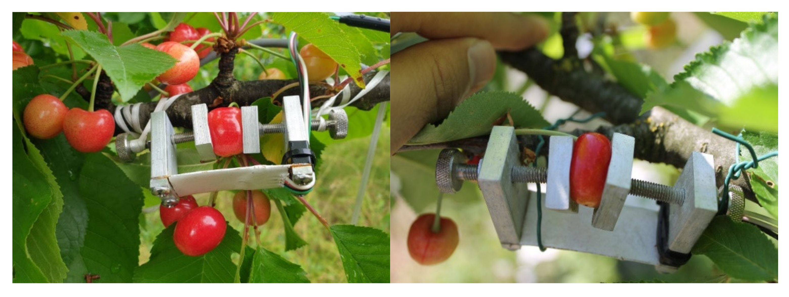 Horticulturae 07 00131 g006 Horticulturae 07 00131 g006