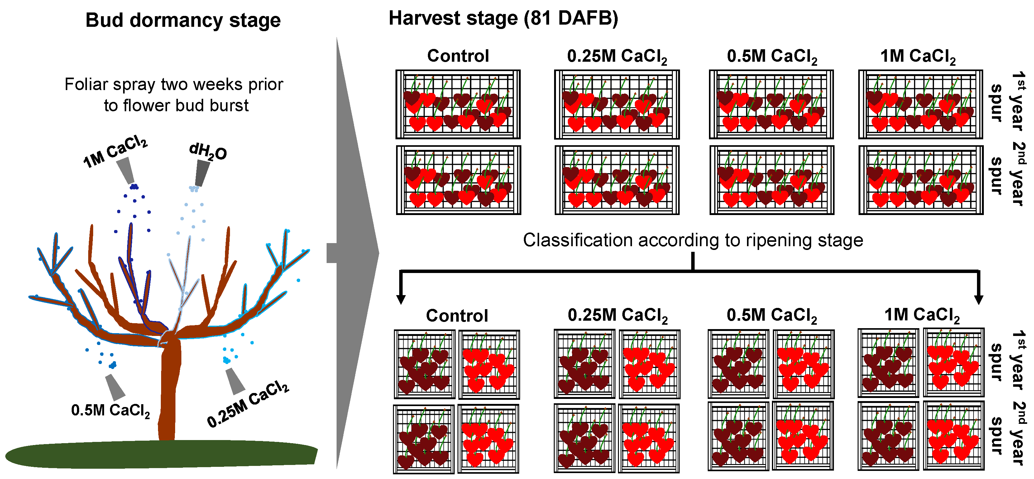 Horticulturae 07 00135 g001 Horticulturae 07 00135 g001
