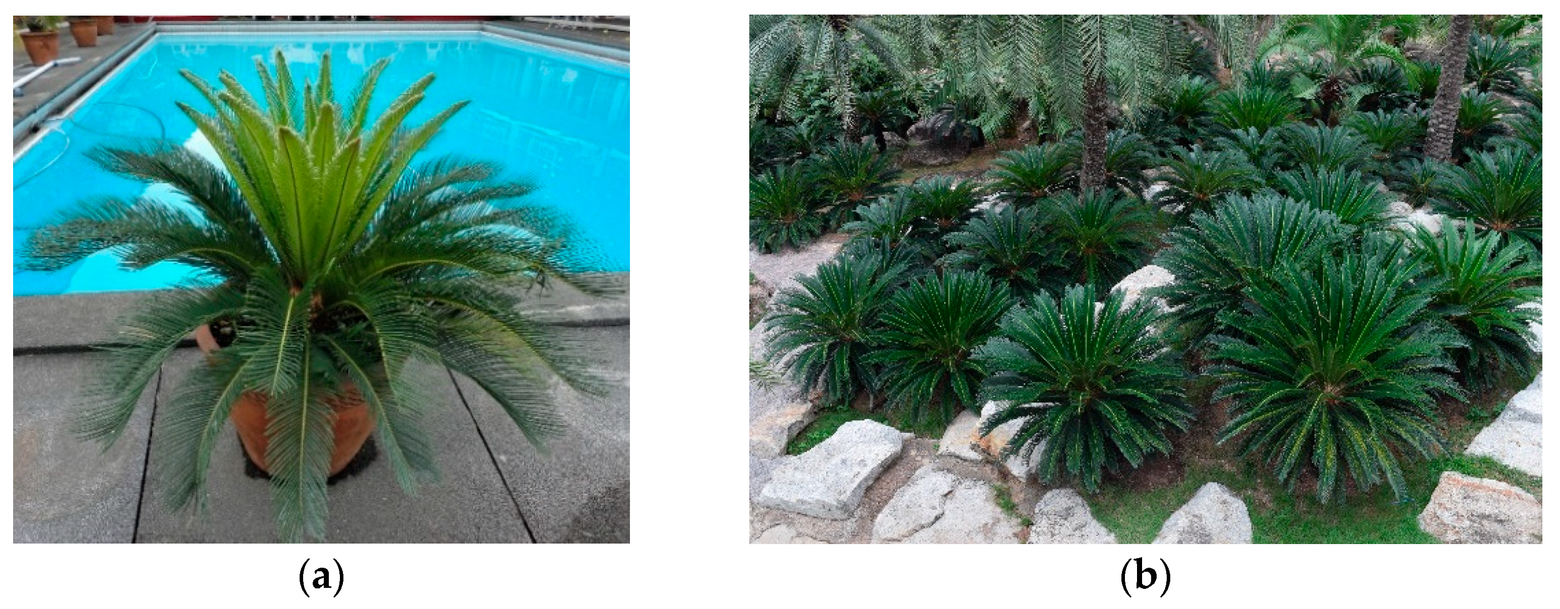 Horticulturae 07 00147 g001