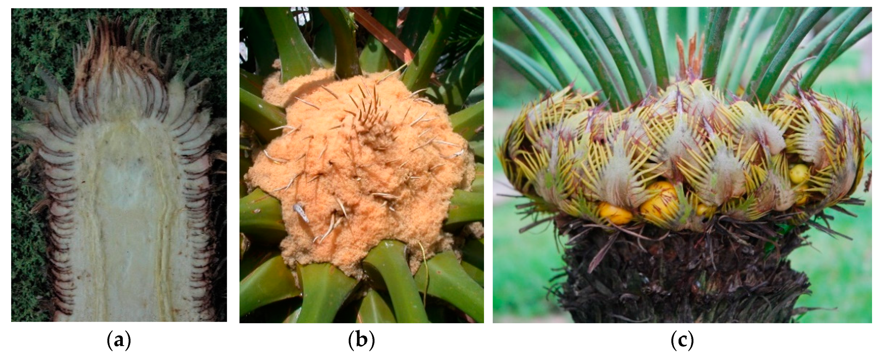 Horticulturae 07 00147 g002