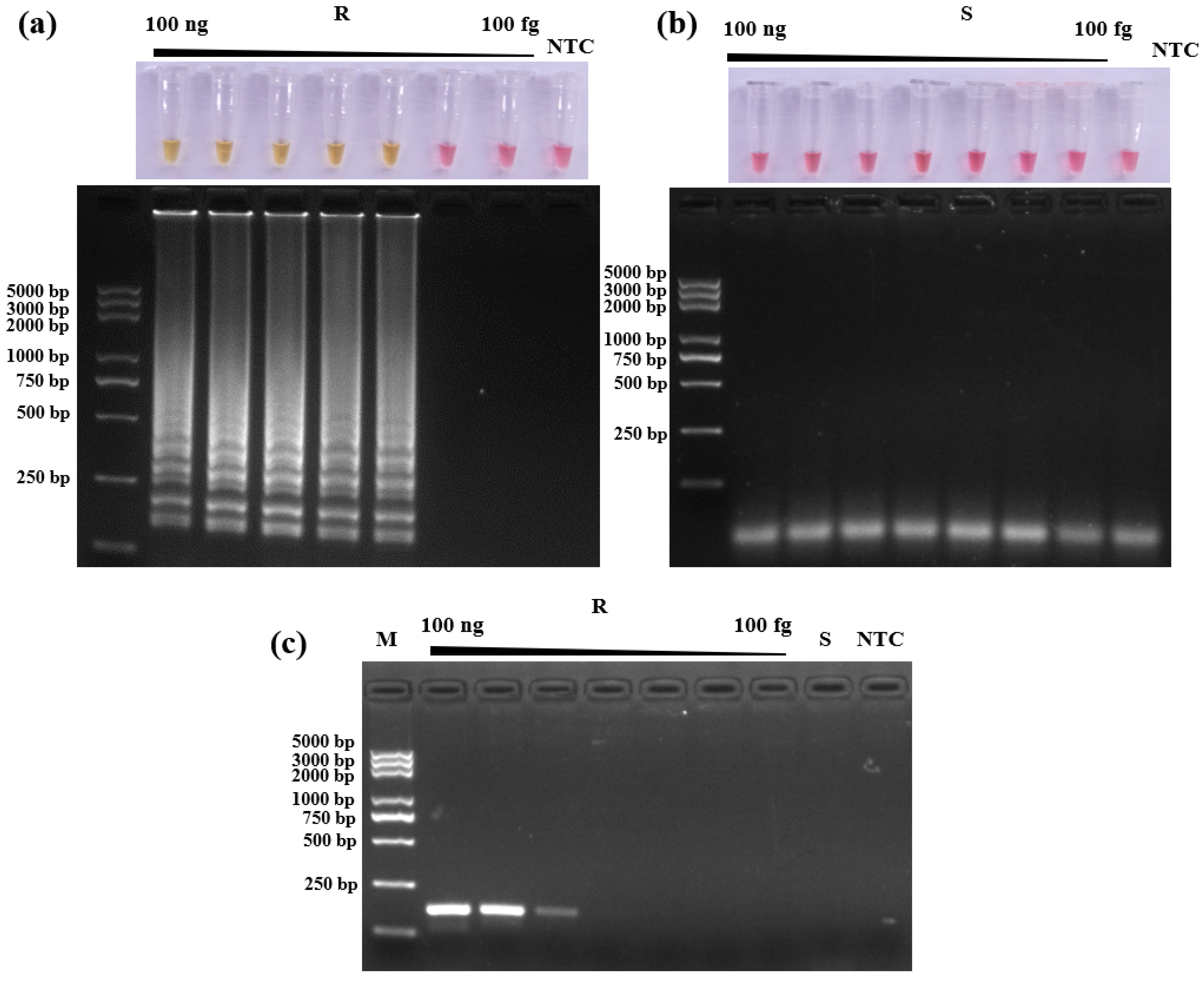 Horticulturae 07 00155 g005