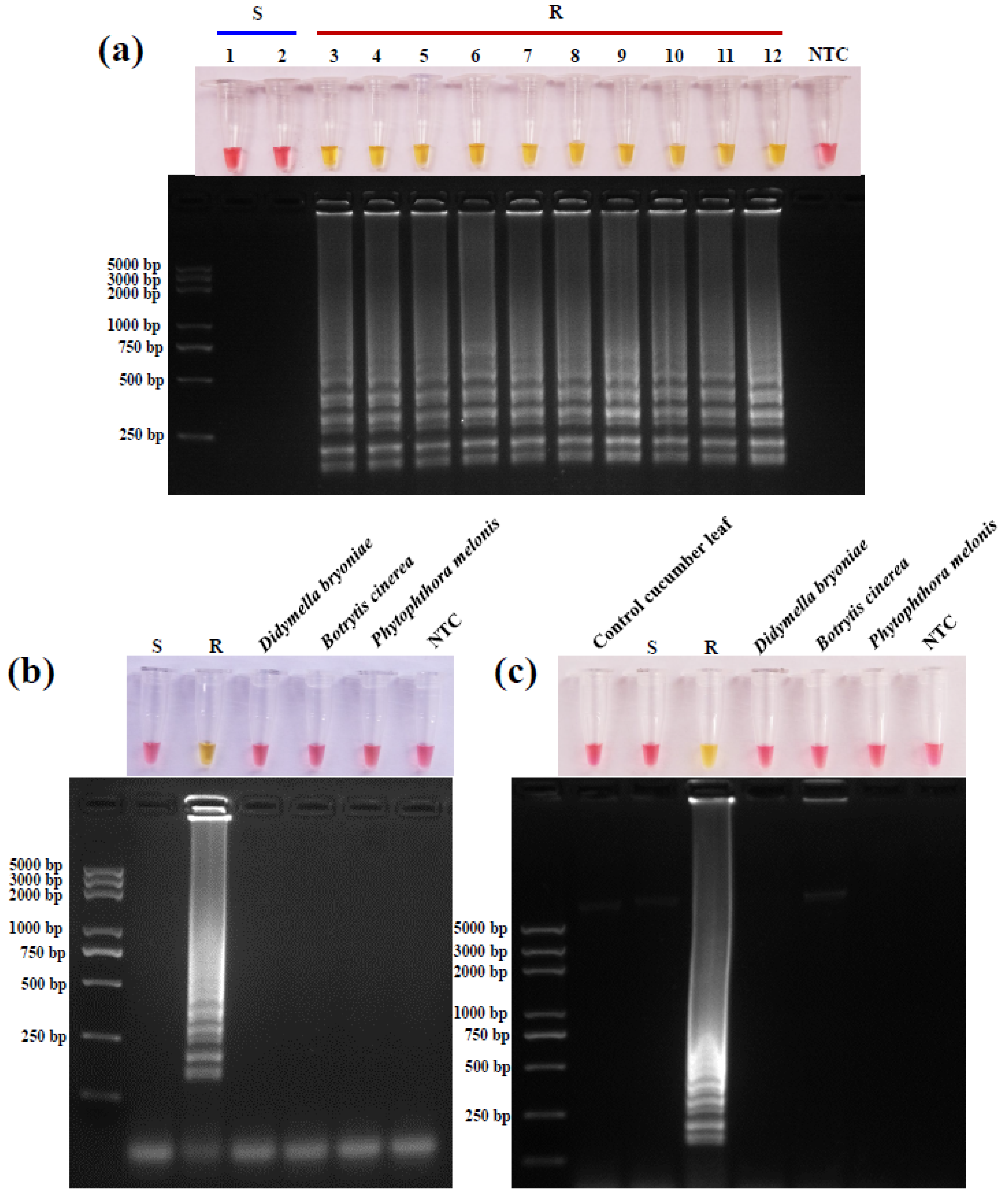 Horticulturae 07 00155 g006