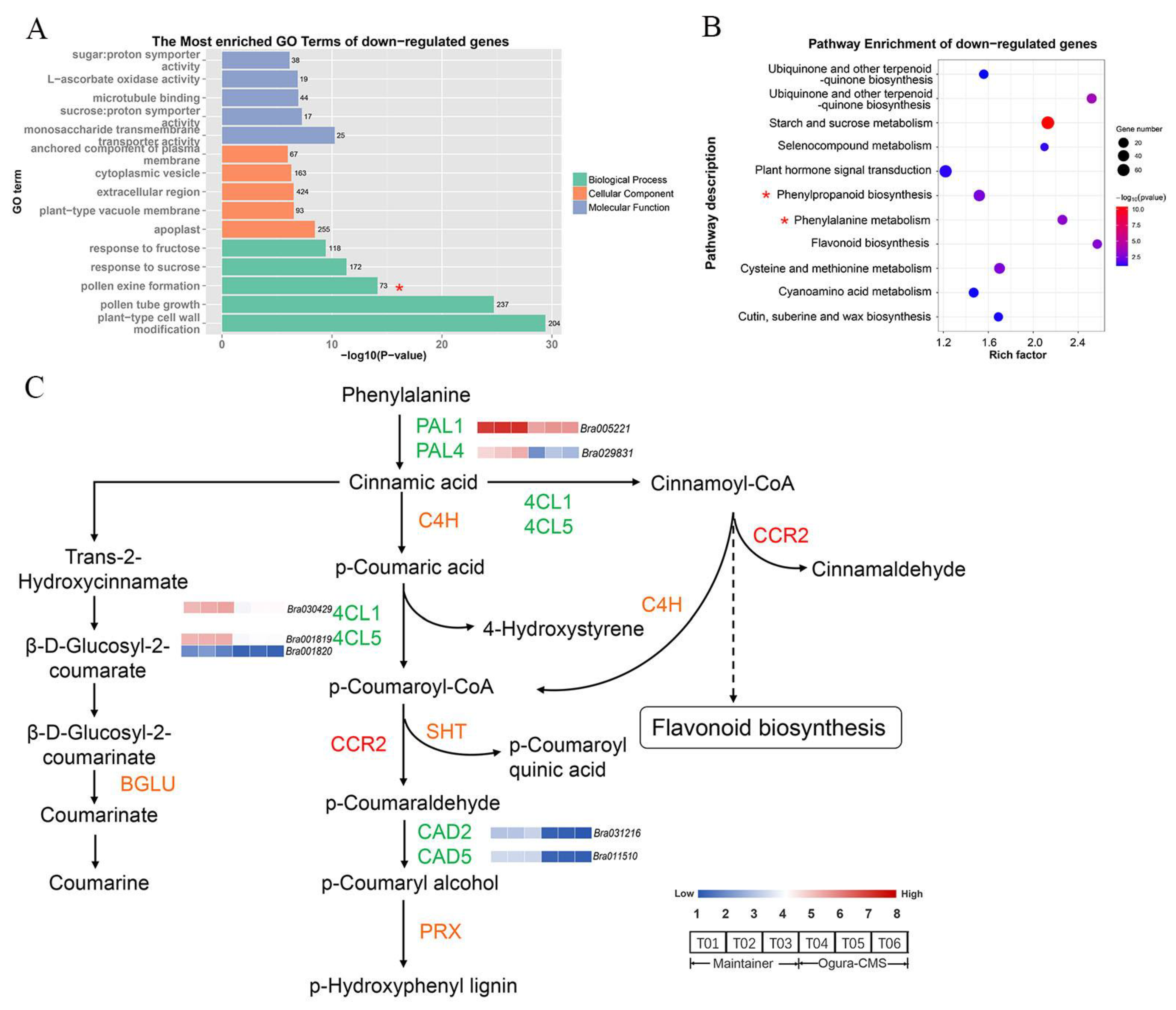 Comparative Assessment of Nutritional Metabolites in Yellow