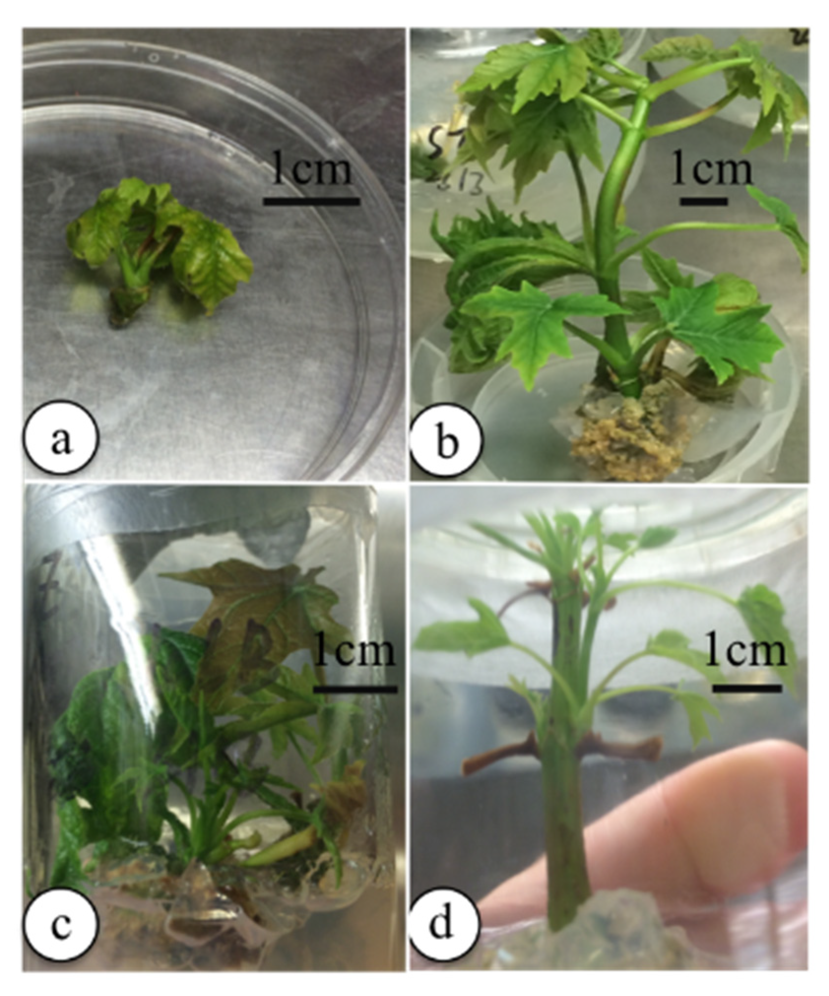 Horticulturae 07 00170 g001