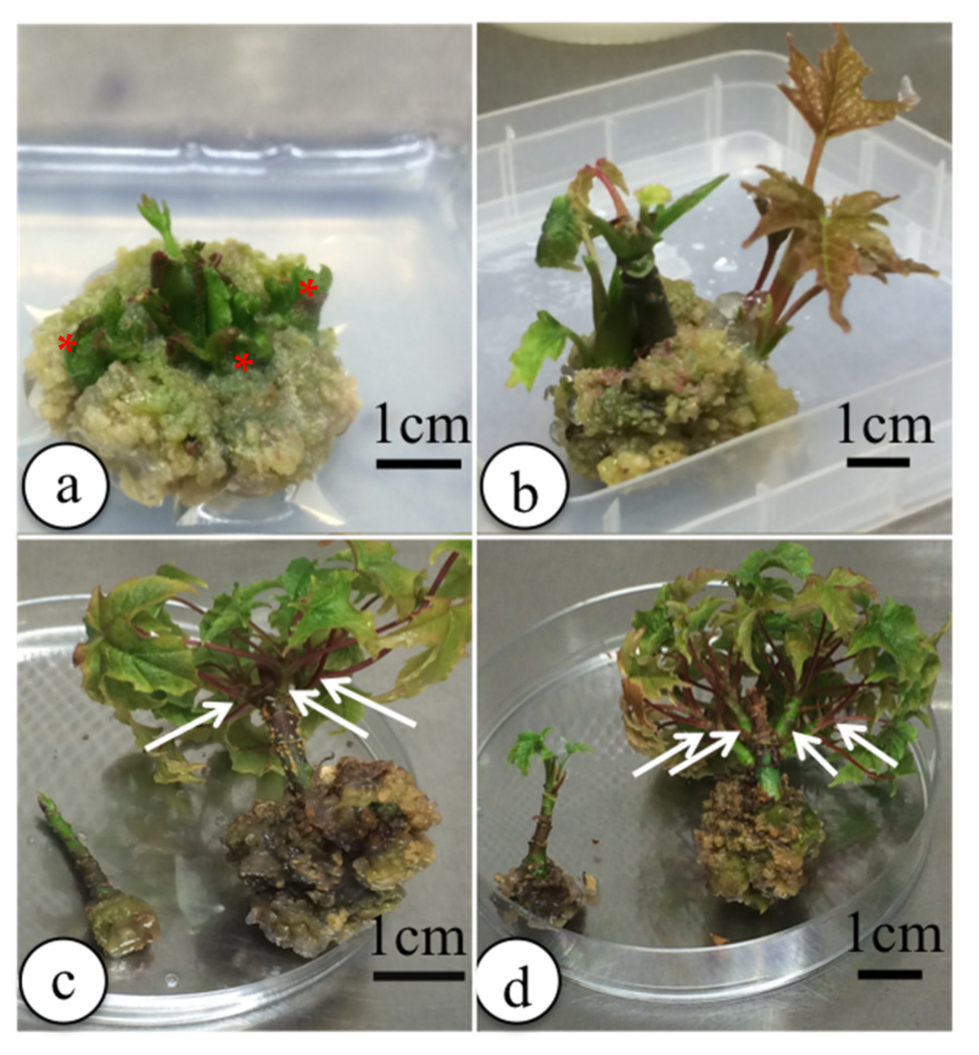 Horticulturae 07 00170 g004