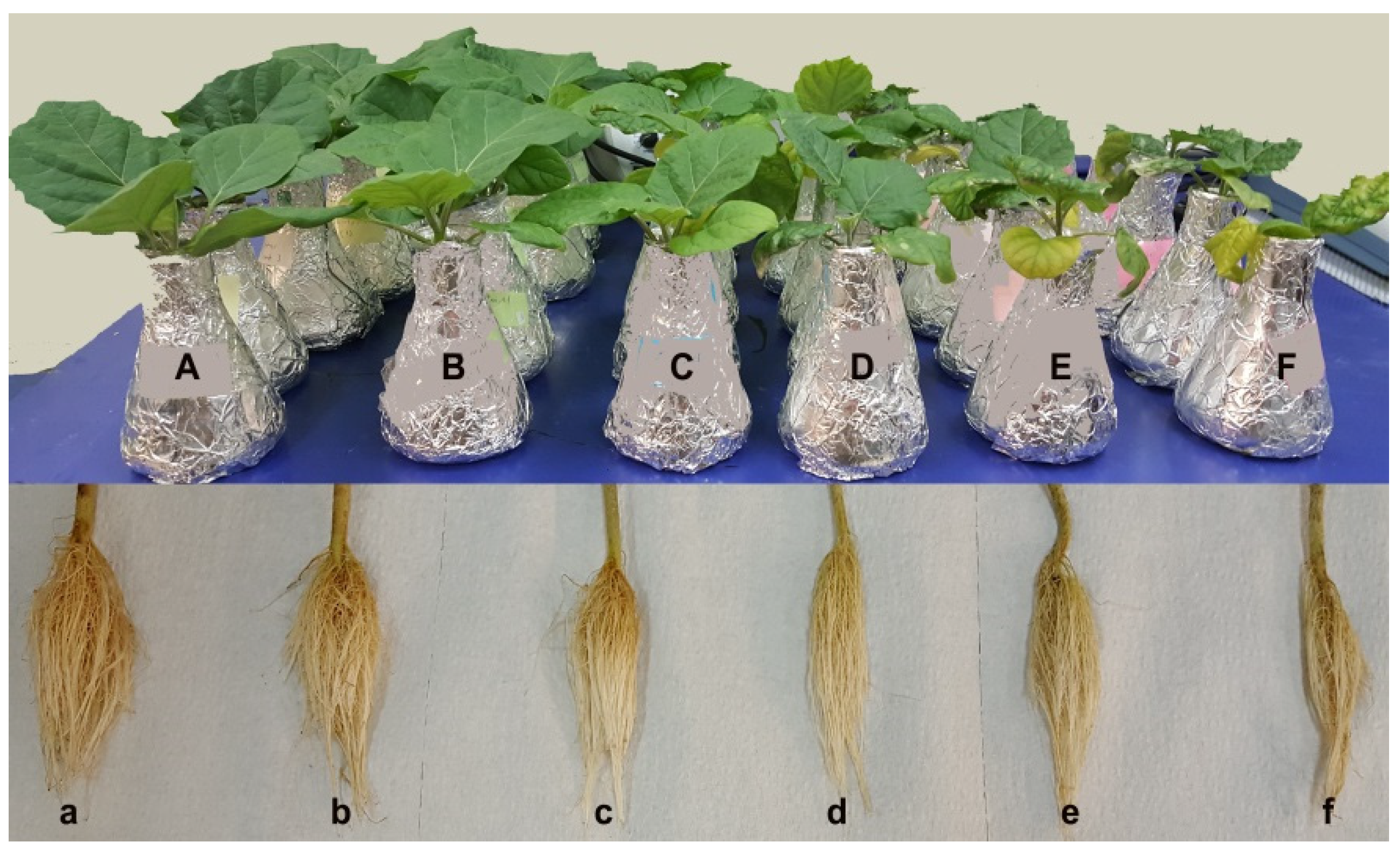 Horticulturae 07 00181 g001 Horticulturae 07 00181 g001