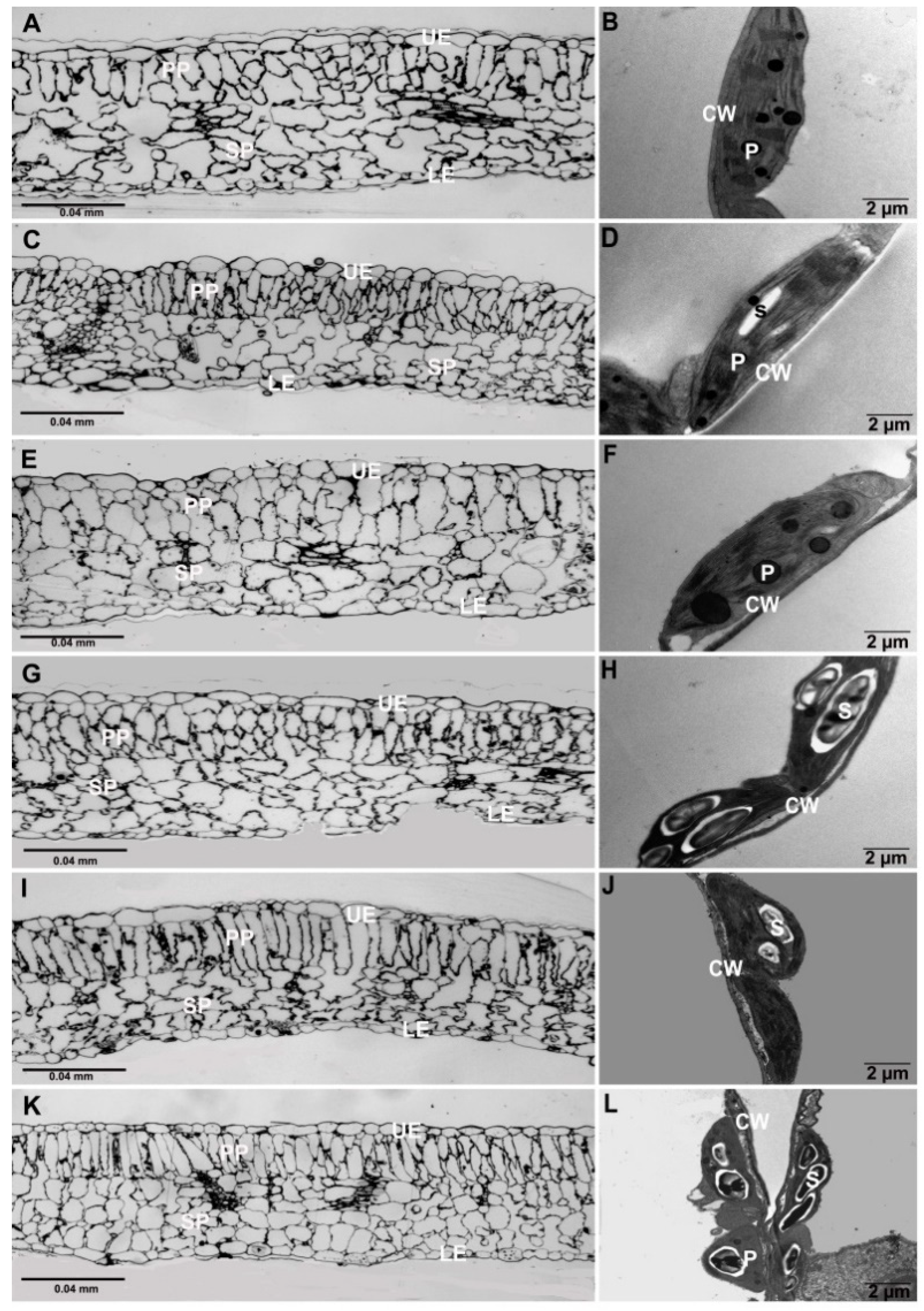 Horticulturae 07 00181 g006 Horticulturae 07 00181 g006